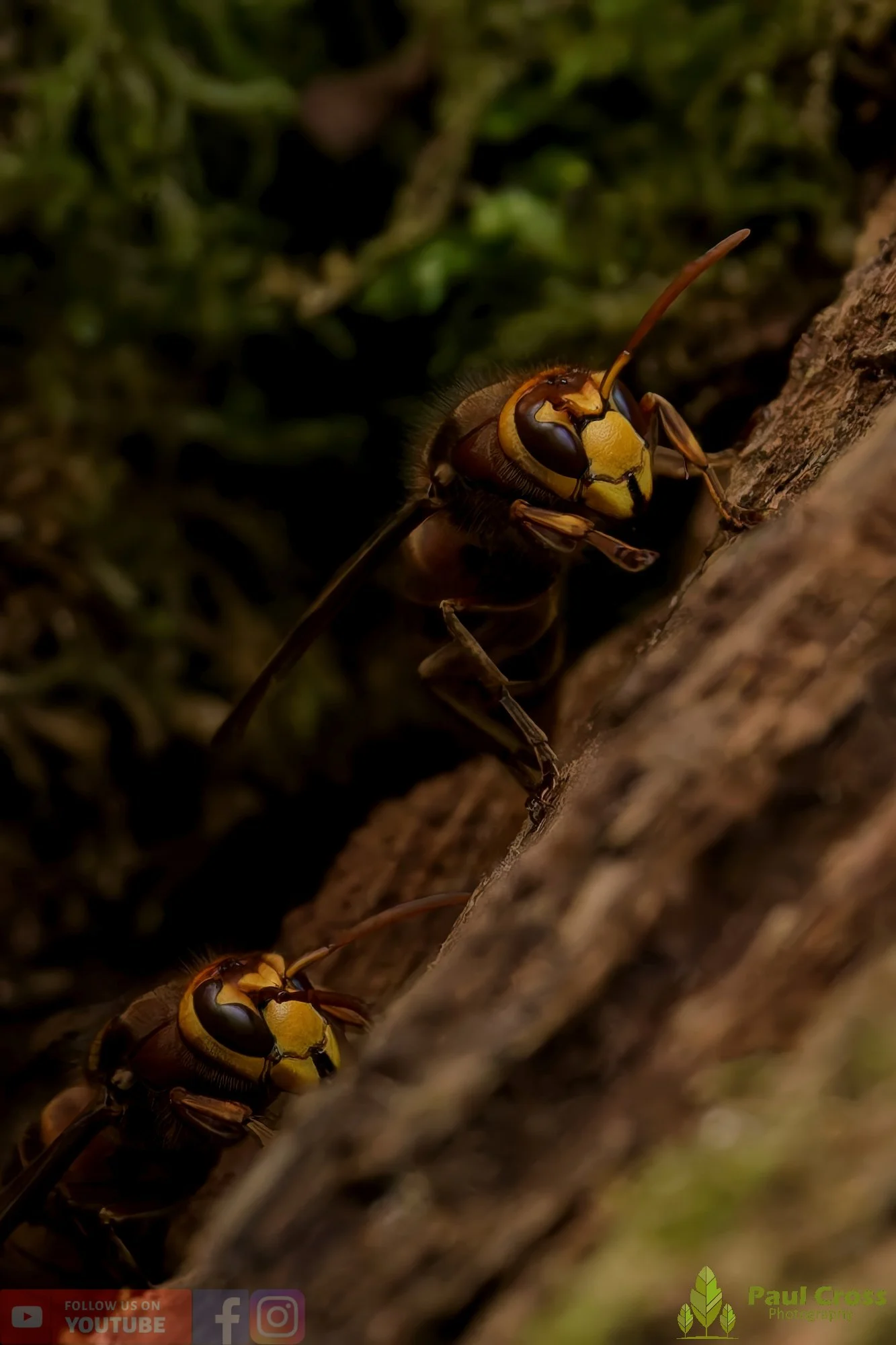Hornet - Vespa Crabro-00032.jpg