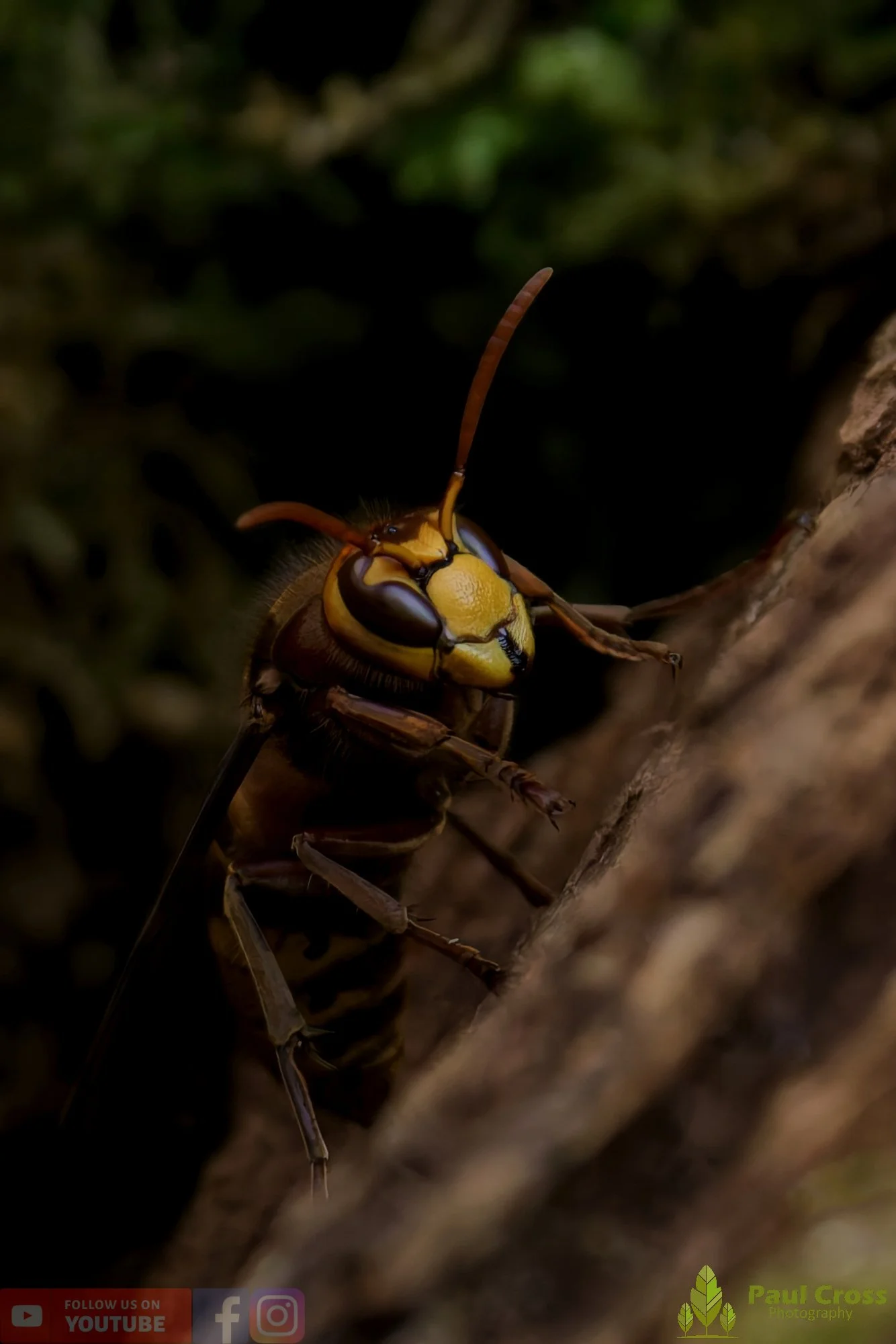 Hornet - Vespa Crabro-00036.jpg