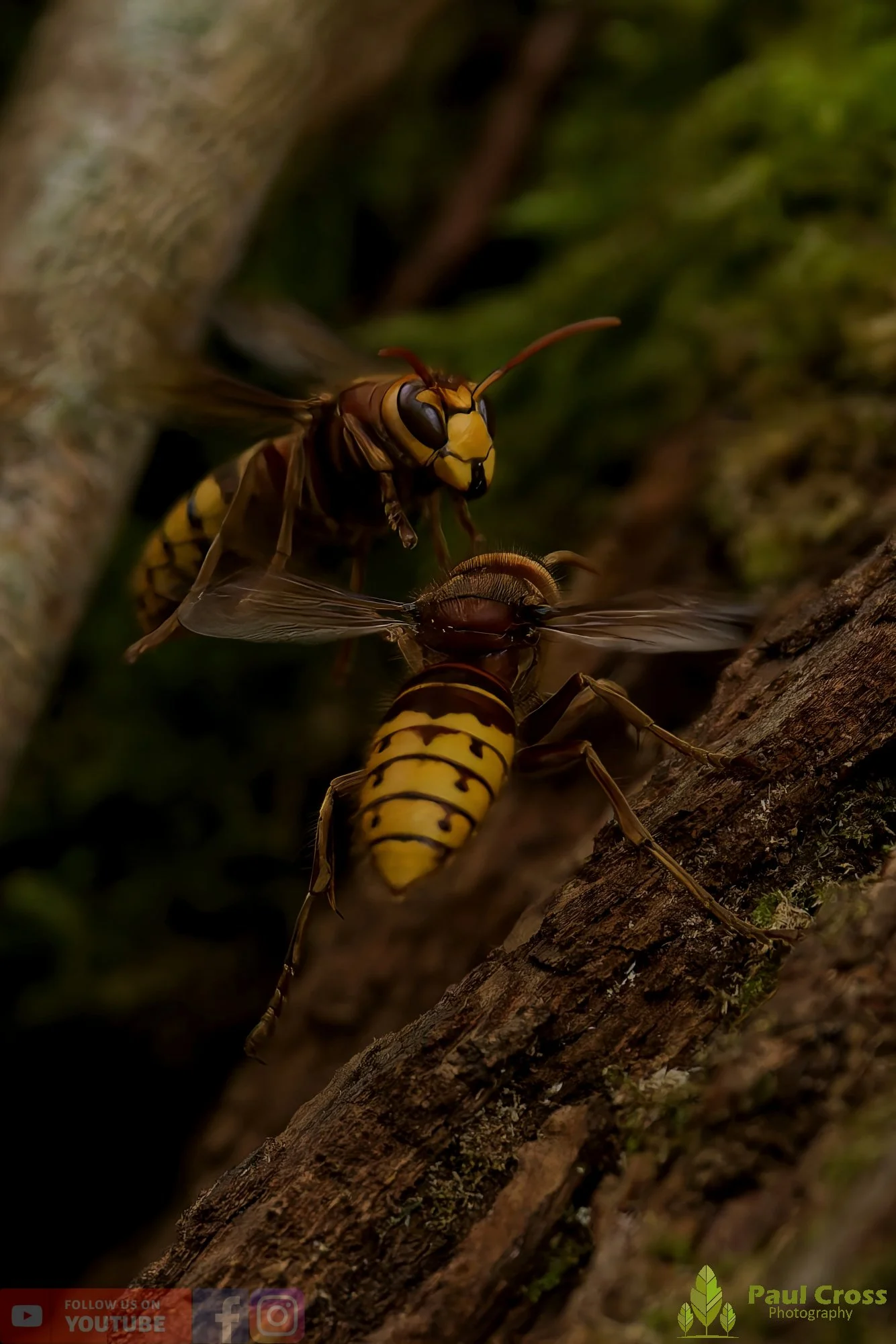 Hornet - Vespa Crabro-00039.jpg