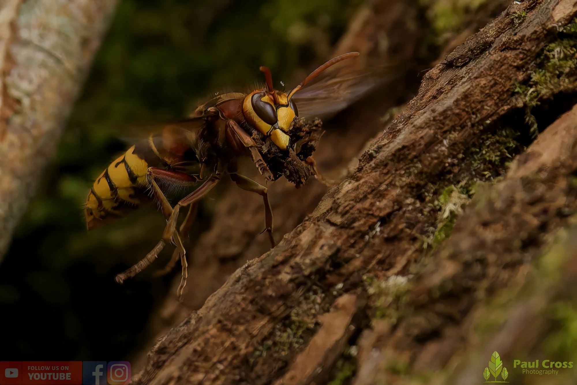 Hornet - Vespa Crabro-00041.jpg