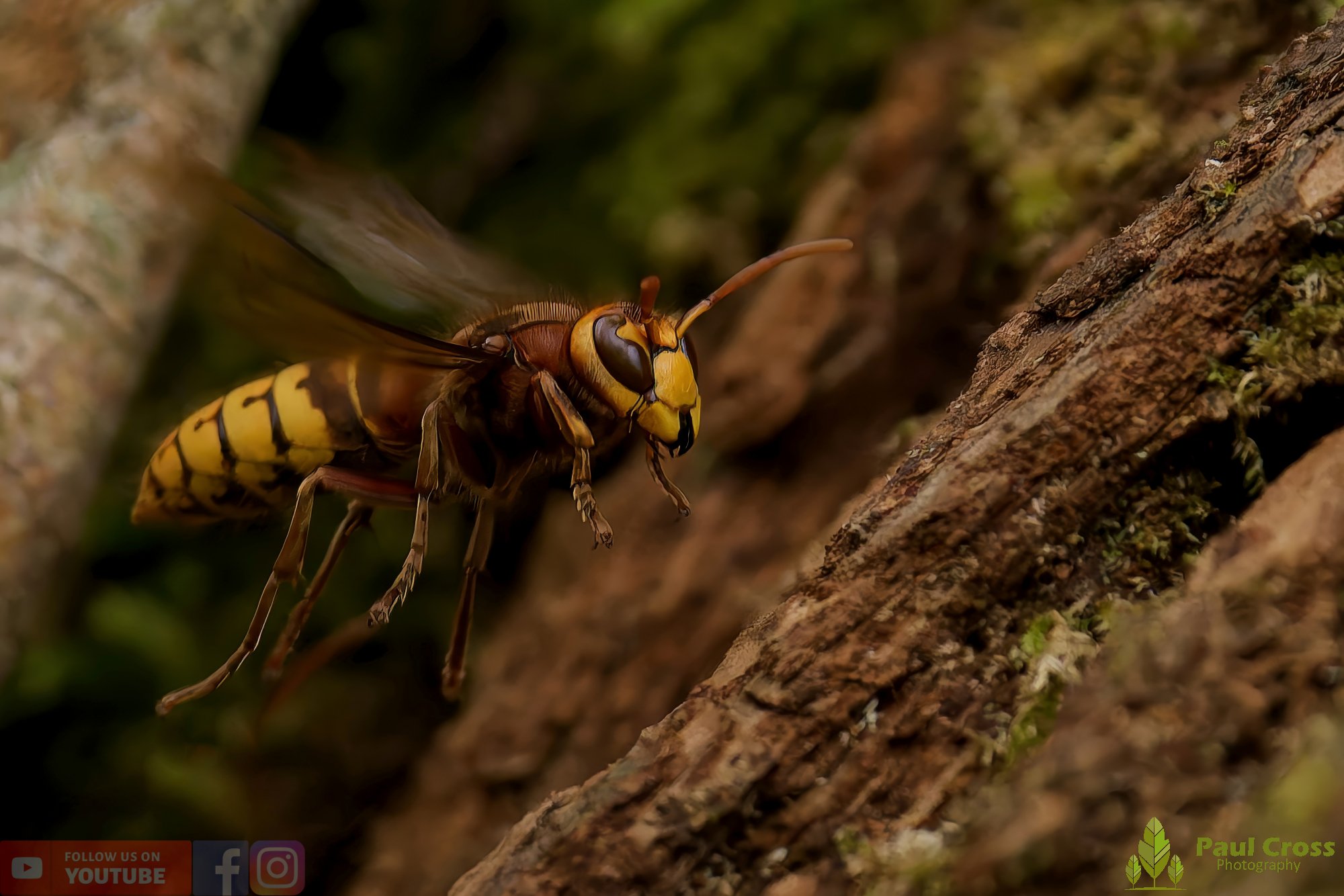 Hornet - Vespa Crabro-00043.jpg