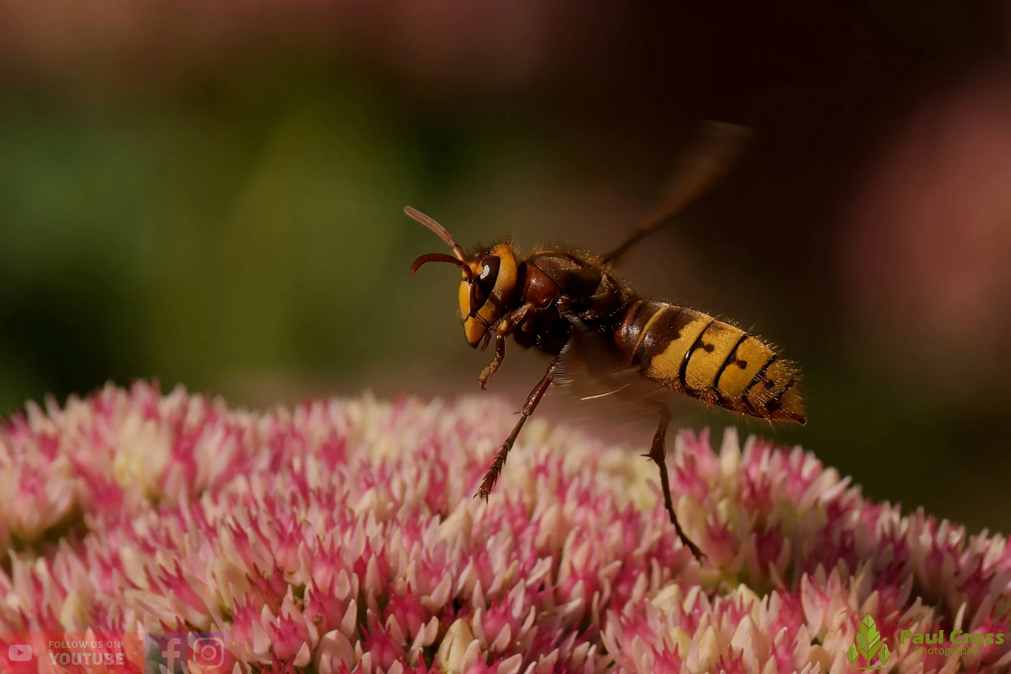 Hornet - Vespa Crabro-00052.jpg