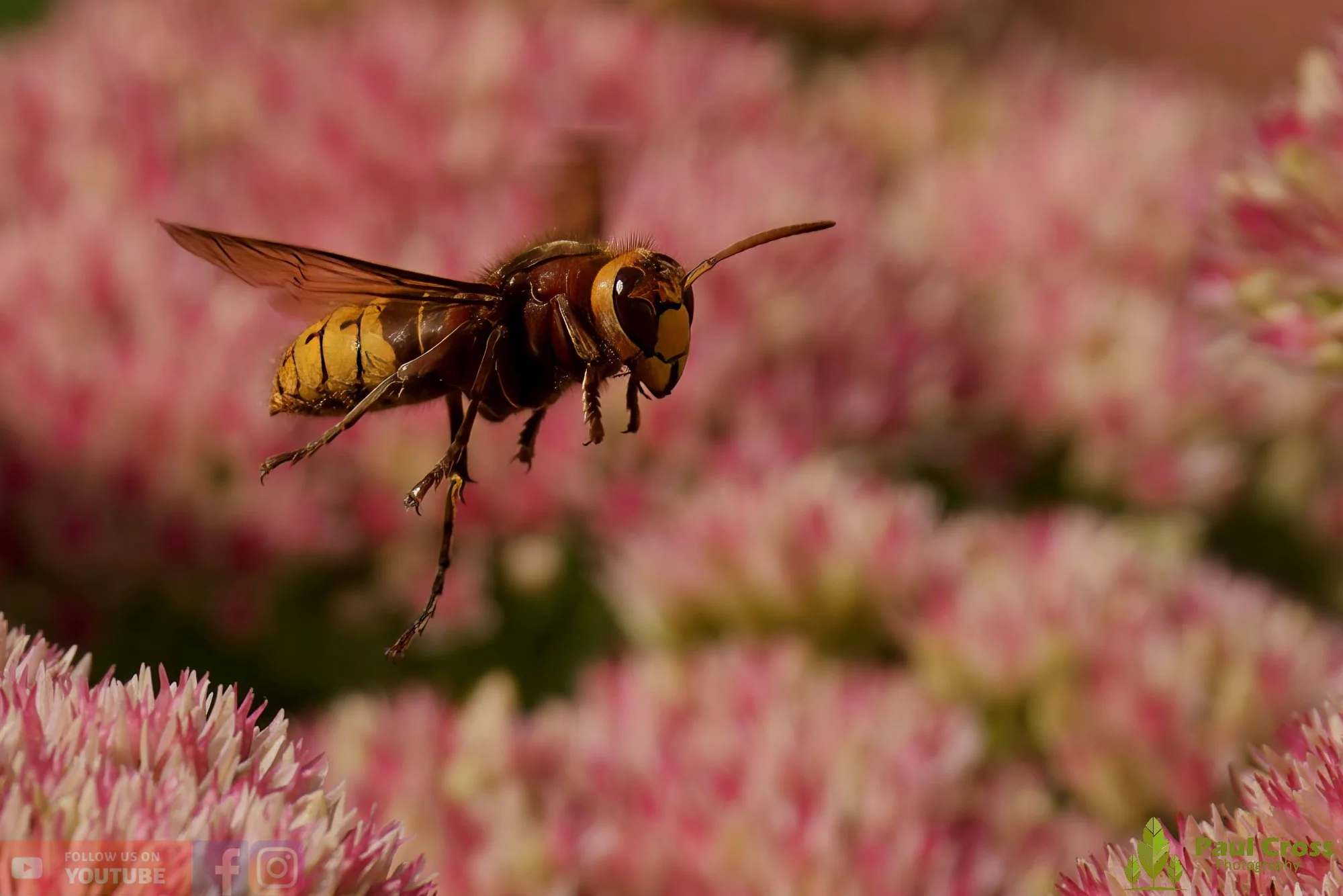 Hornet - Vespa Crabro-00055.jpg