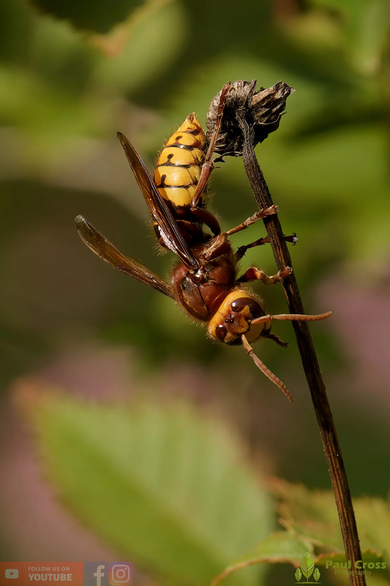 Hornet - Vespa Crabro-00064.jpg