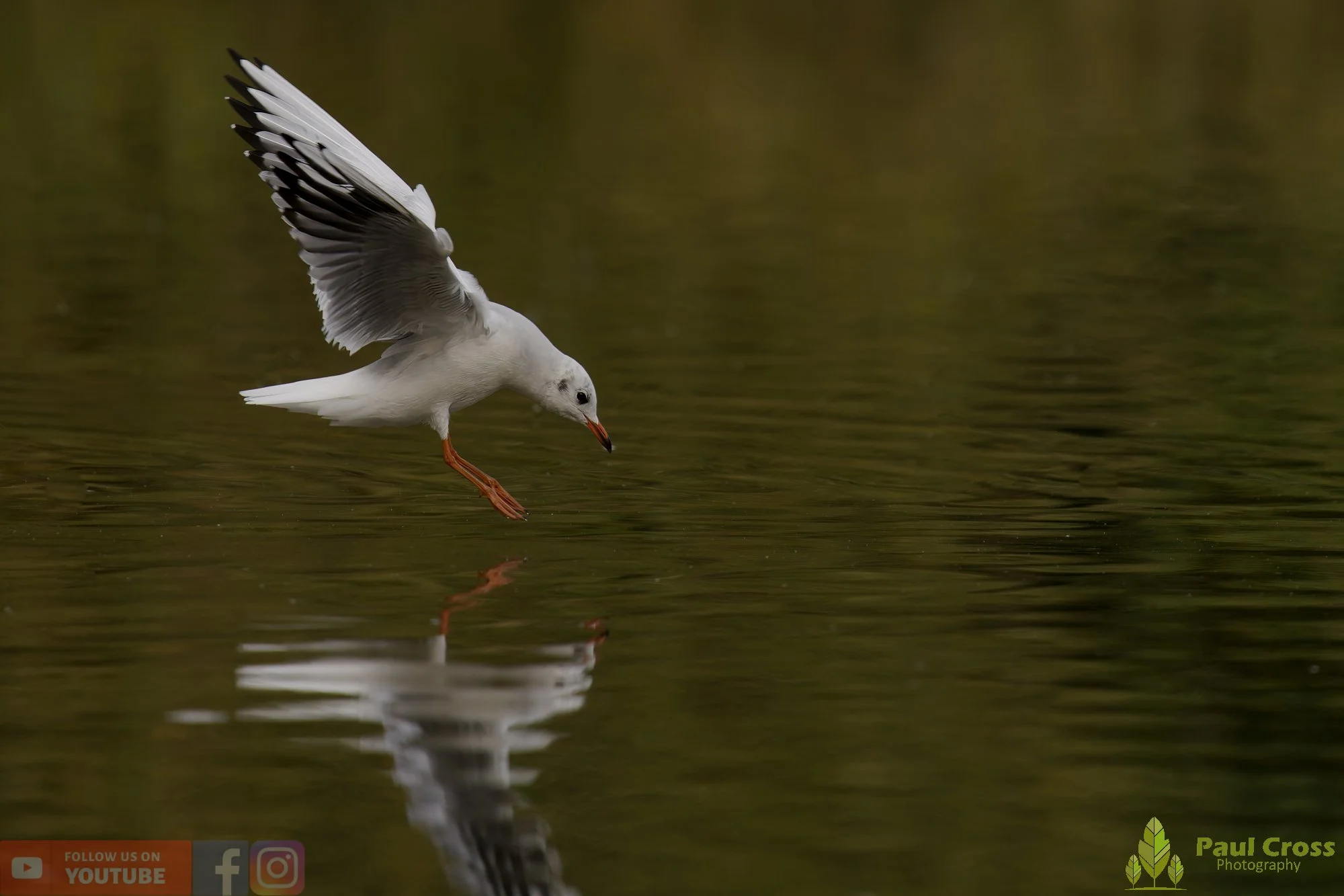 Black-Headed Gull-00591.jpg