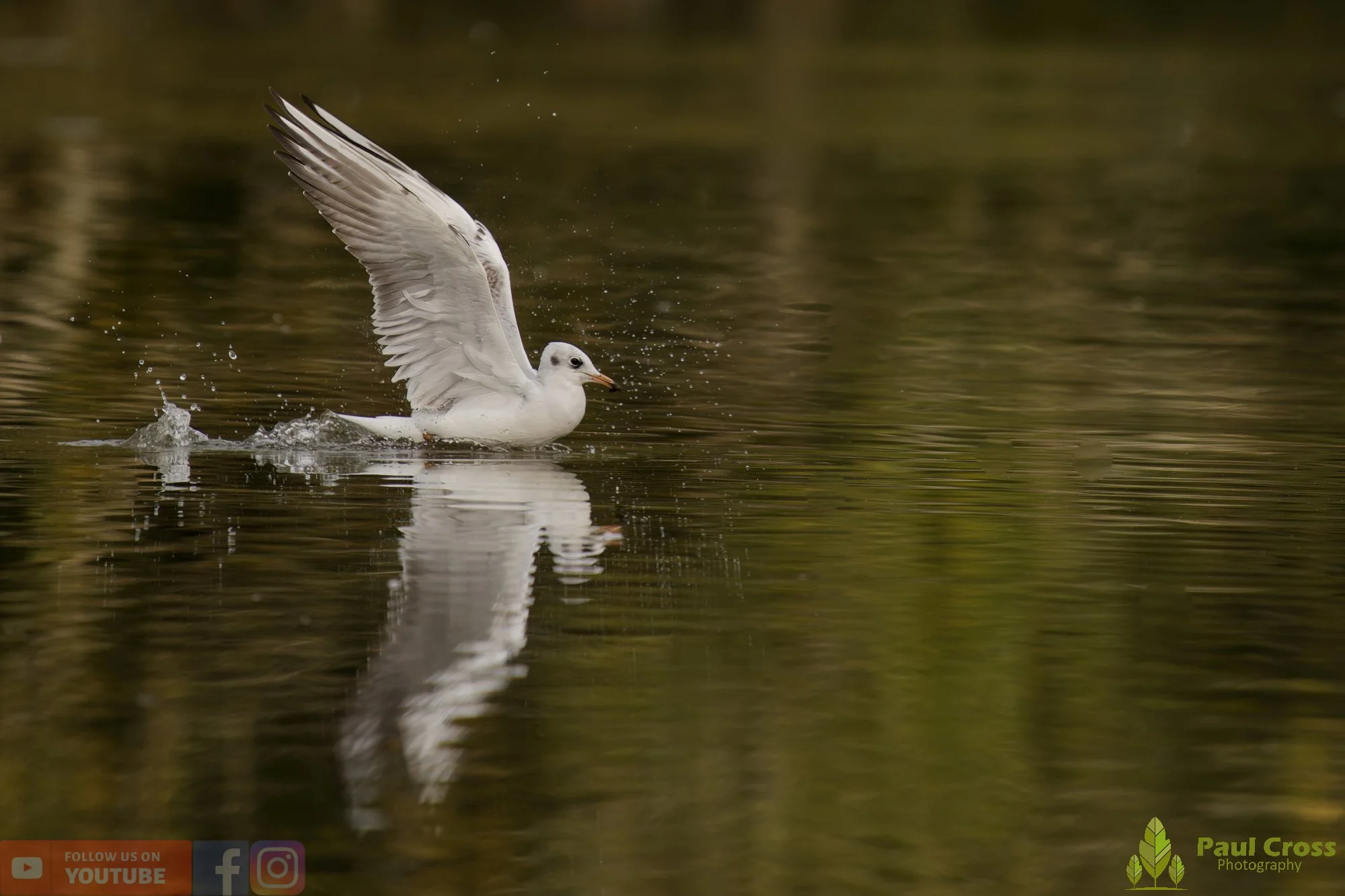 Black-Headed Gull-00592.jpg