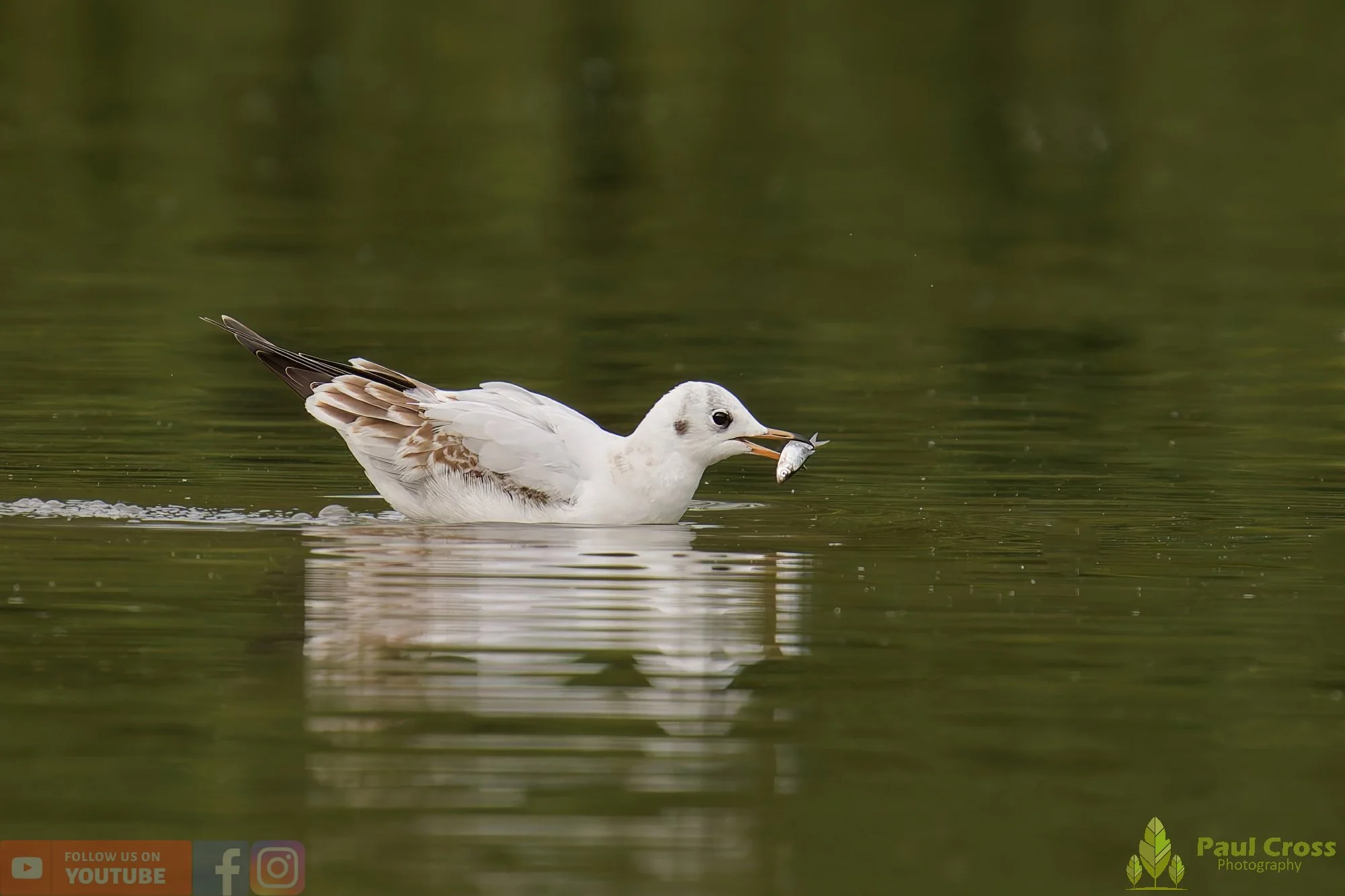 Black-Headed Gull-00593.jpg