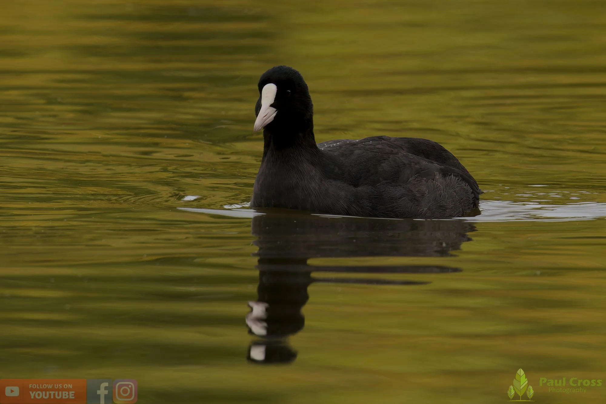 Coot-00516.jpg