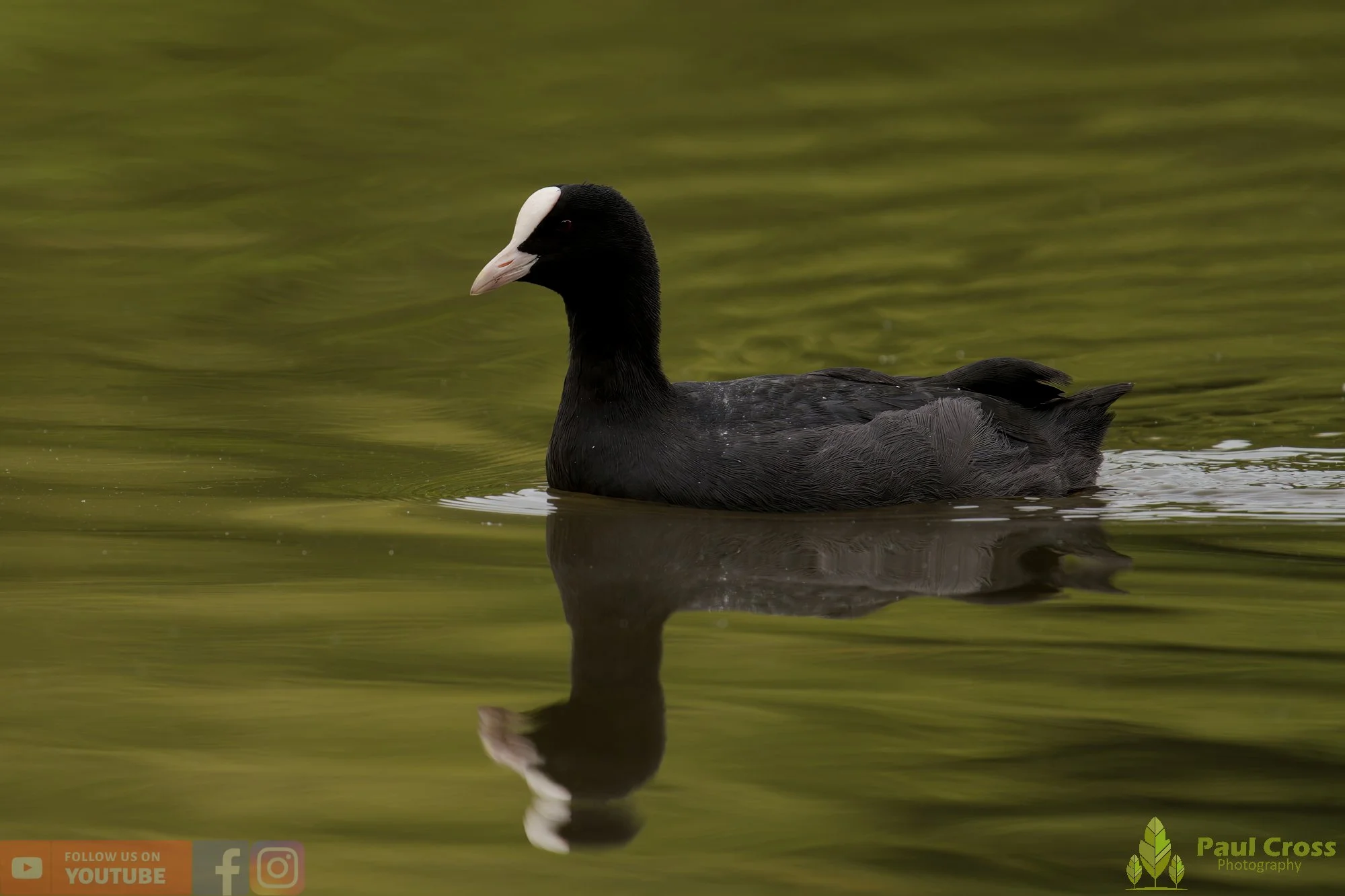 Coot-00517.jpg