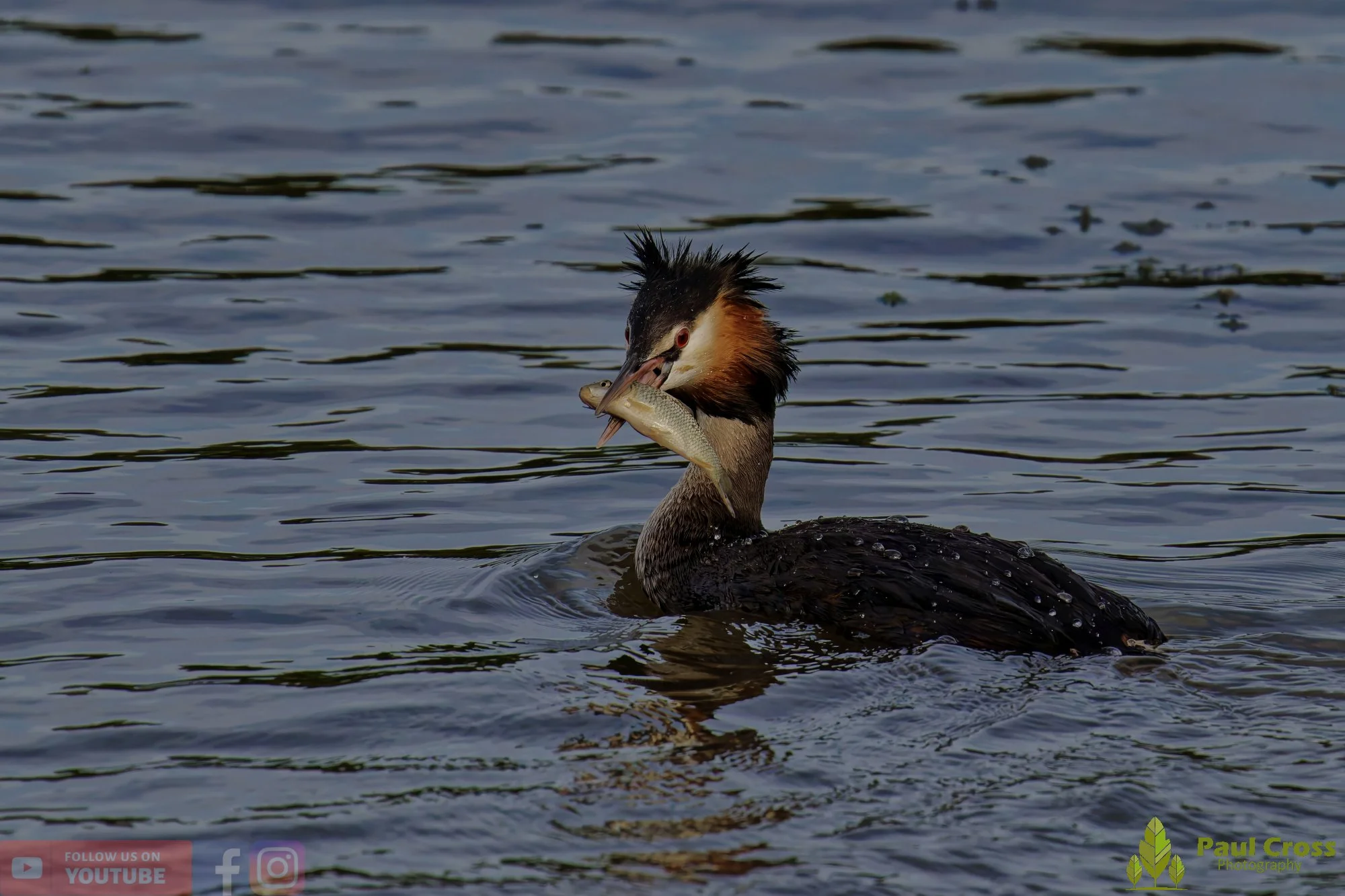 Great Crested Grebe-00921.jpg