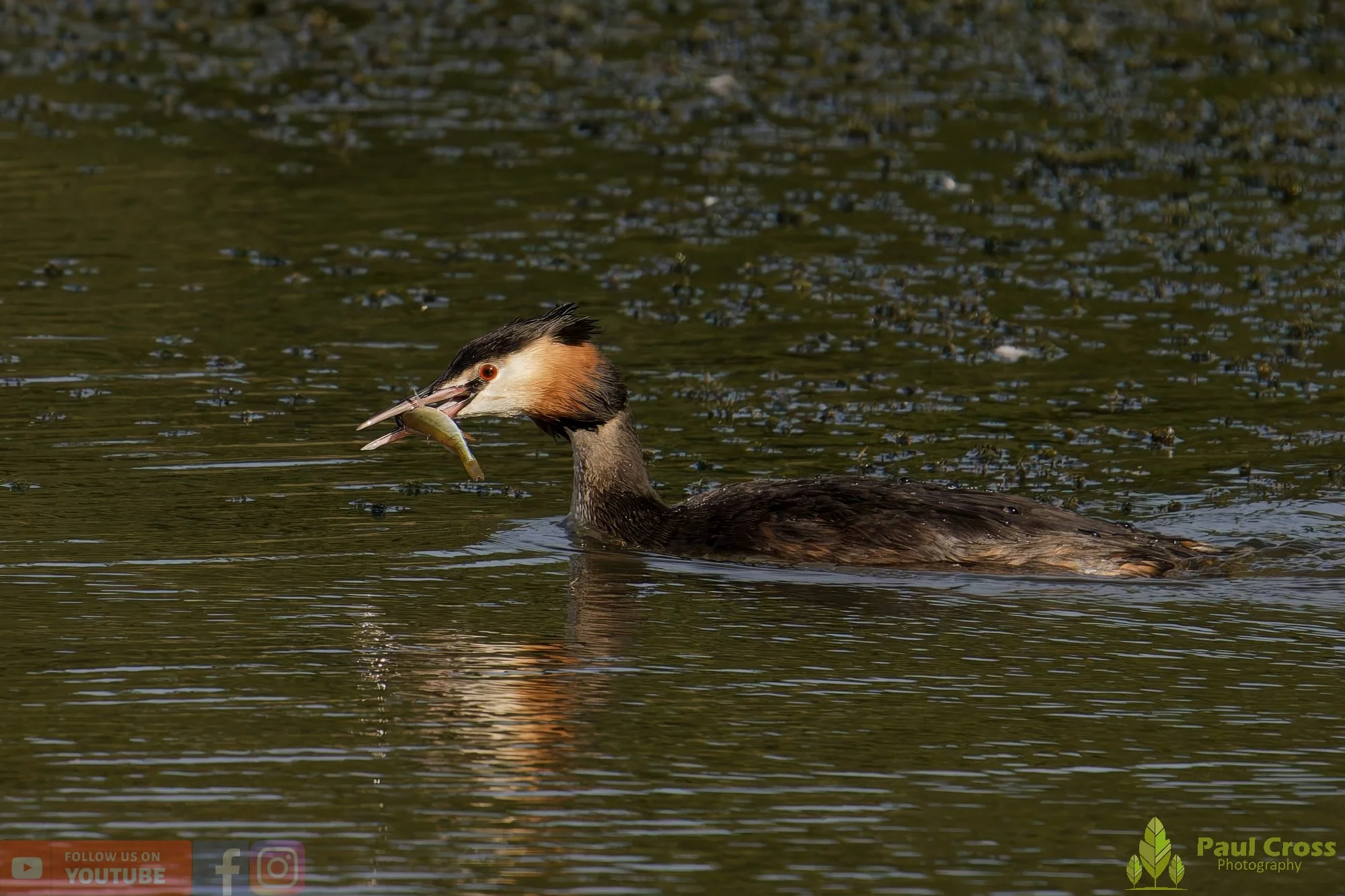 Great Crested Grebe-00924.jpg