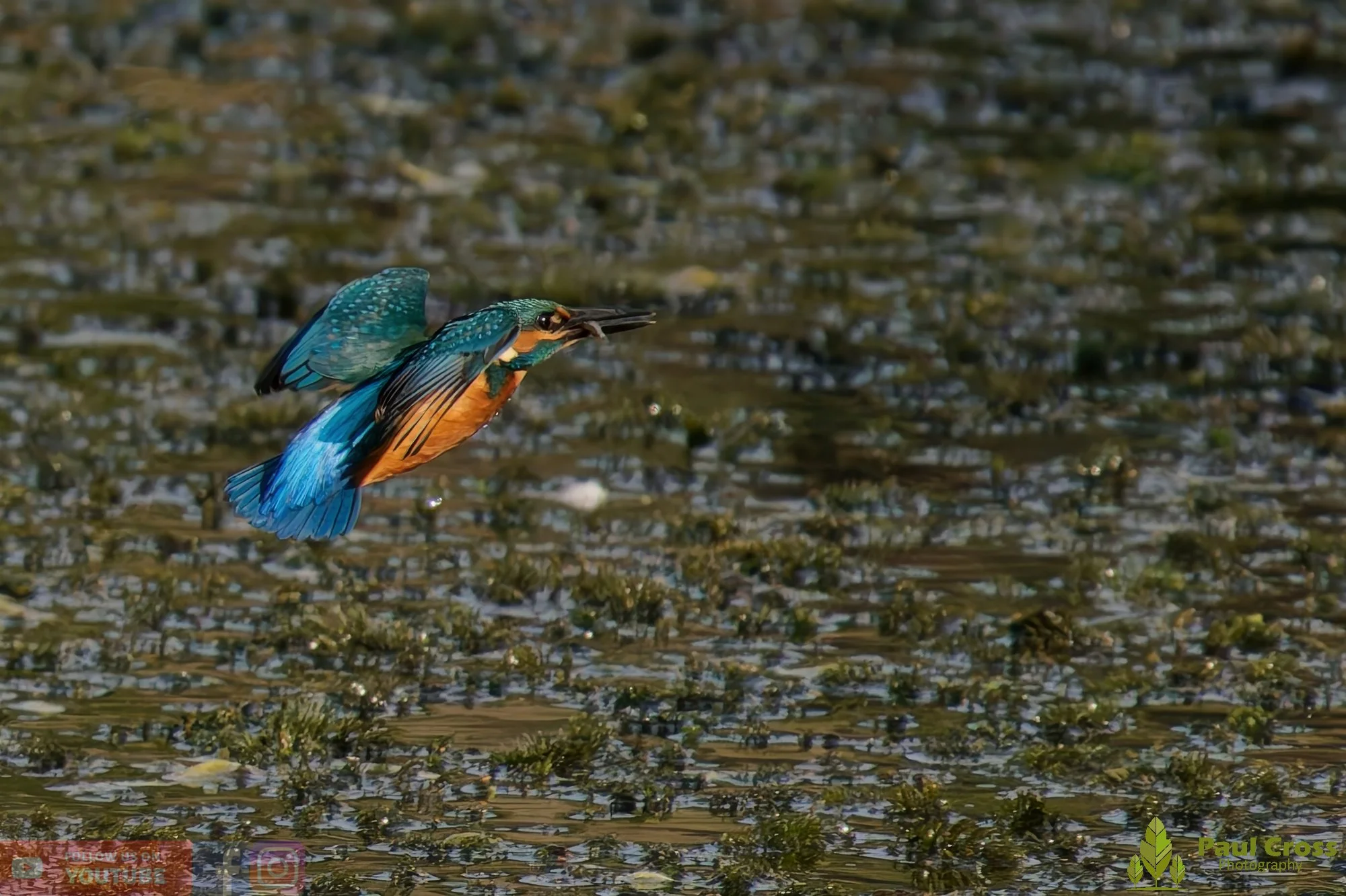 Kingfisher-00496.jpg