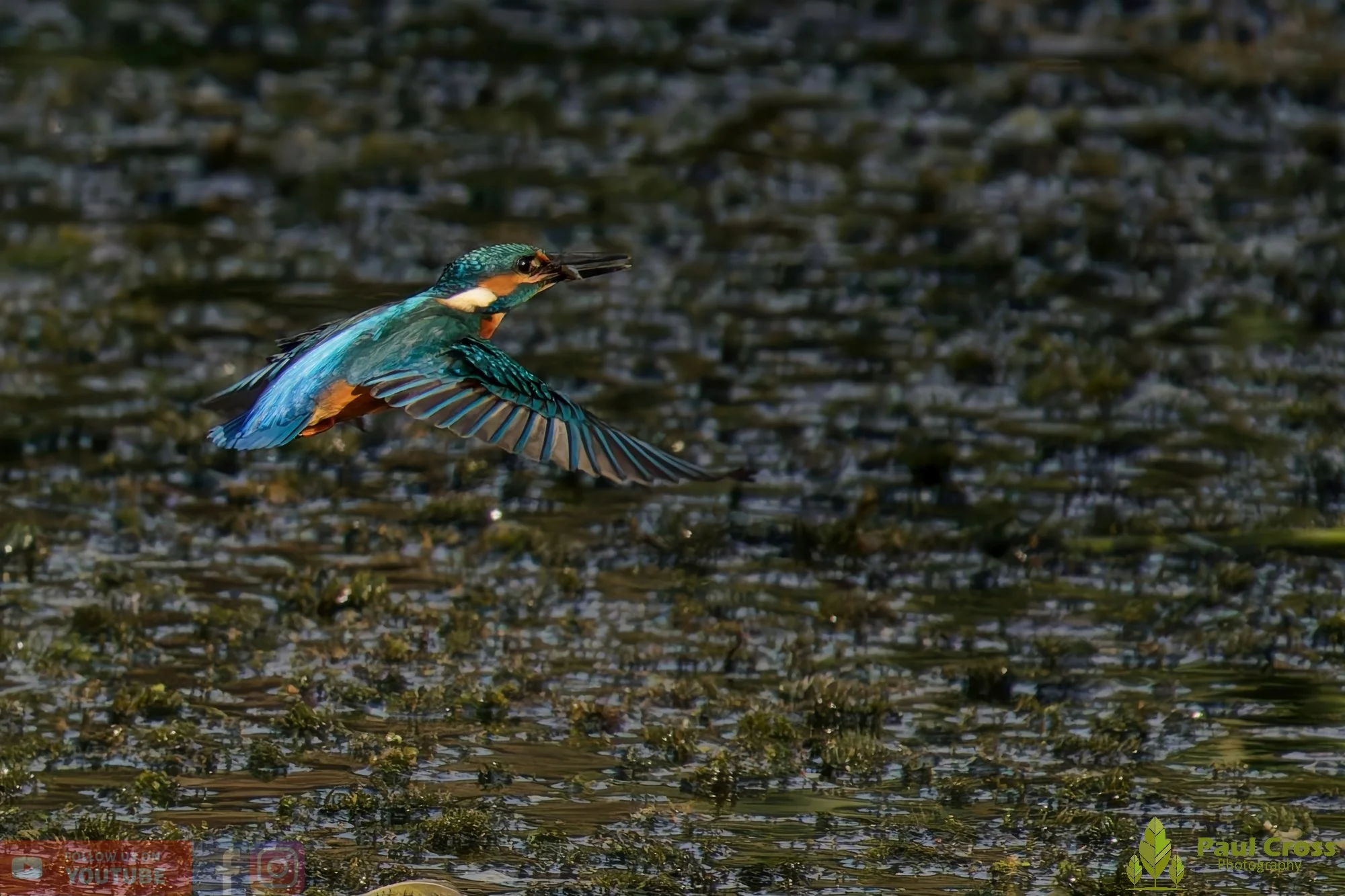 Kingfisher-00497.jpg