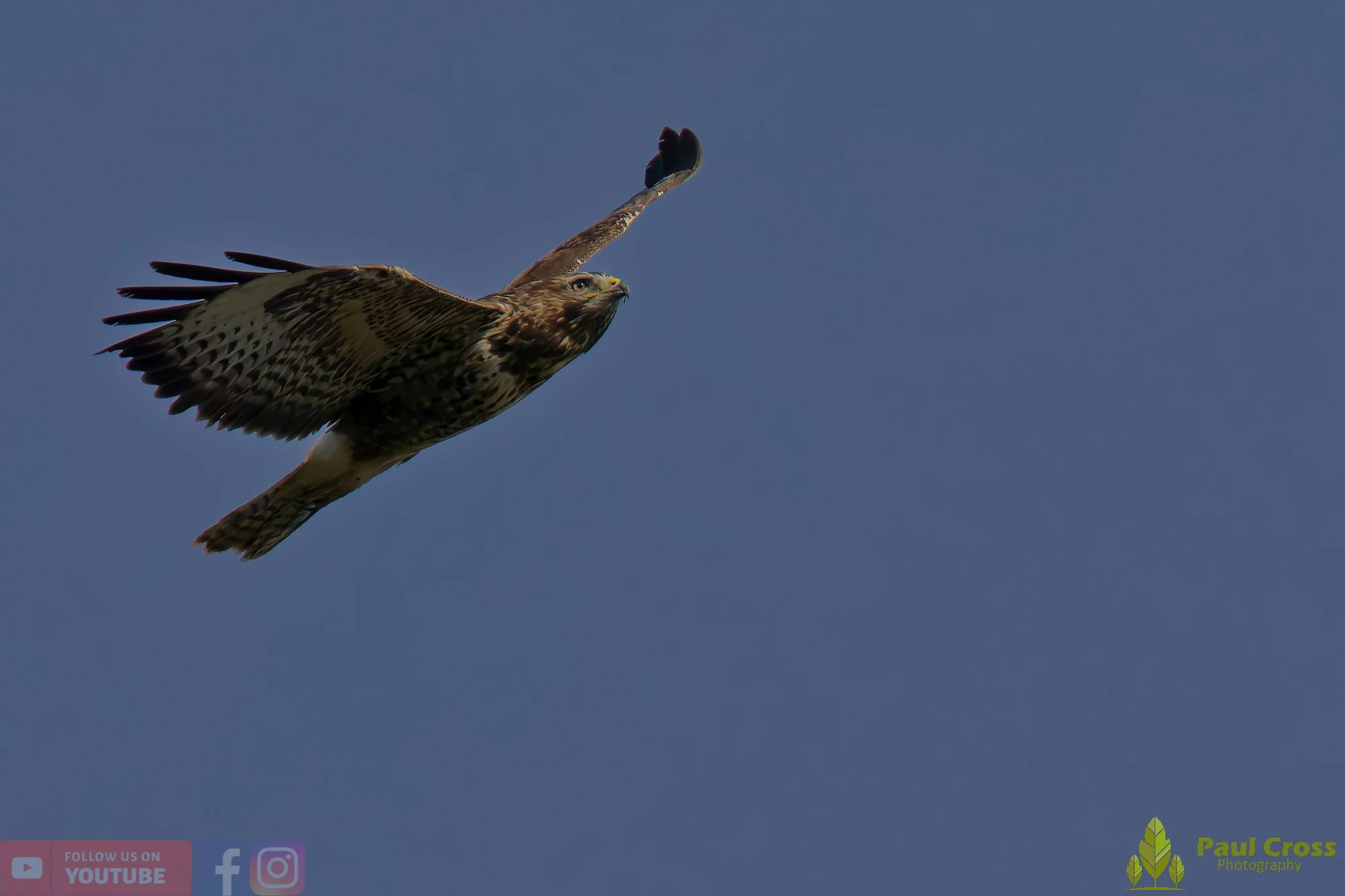 Buzzard-00094.jpg