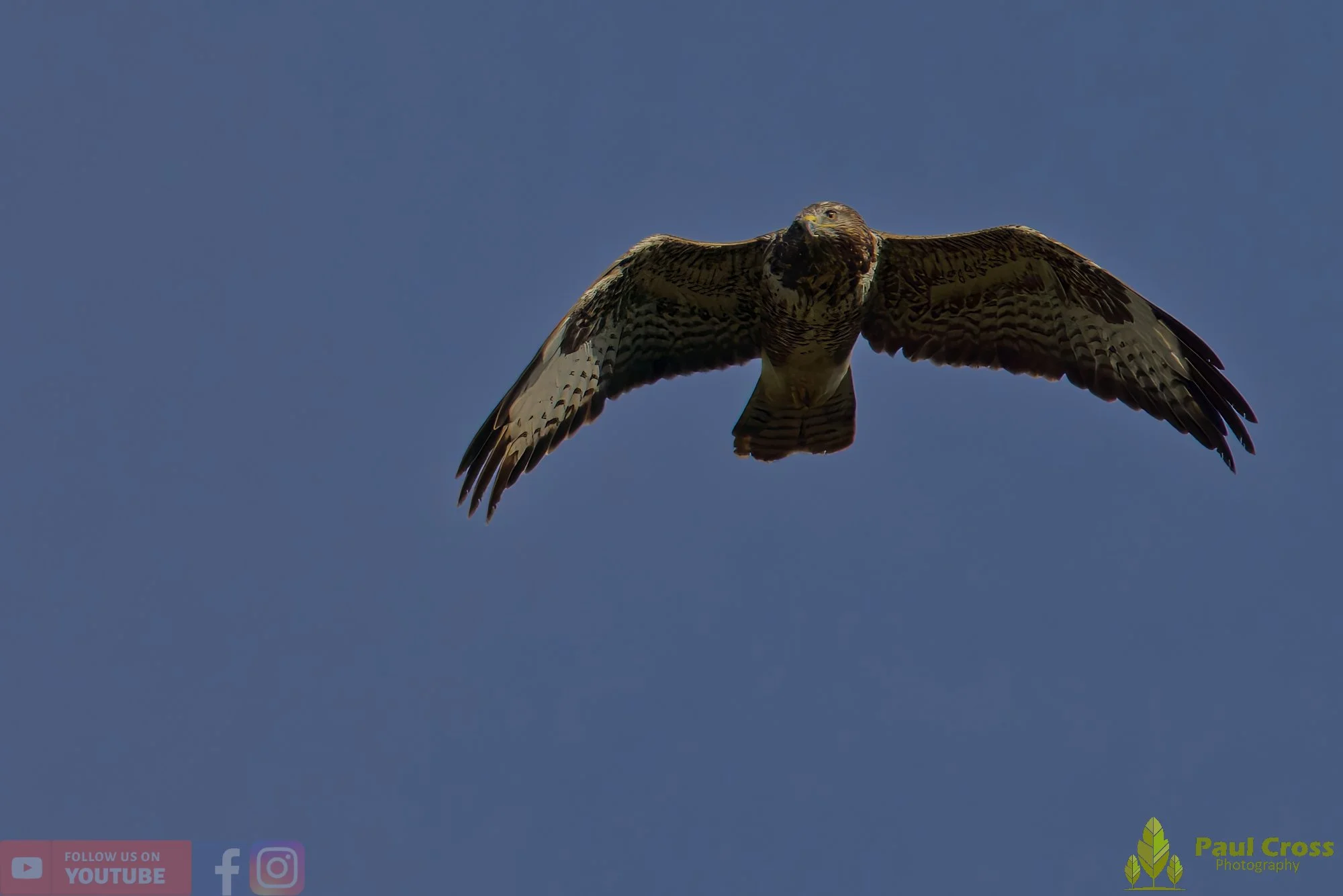 Buzzard-00095.jpg