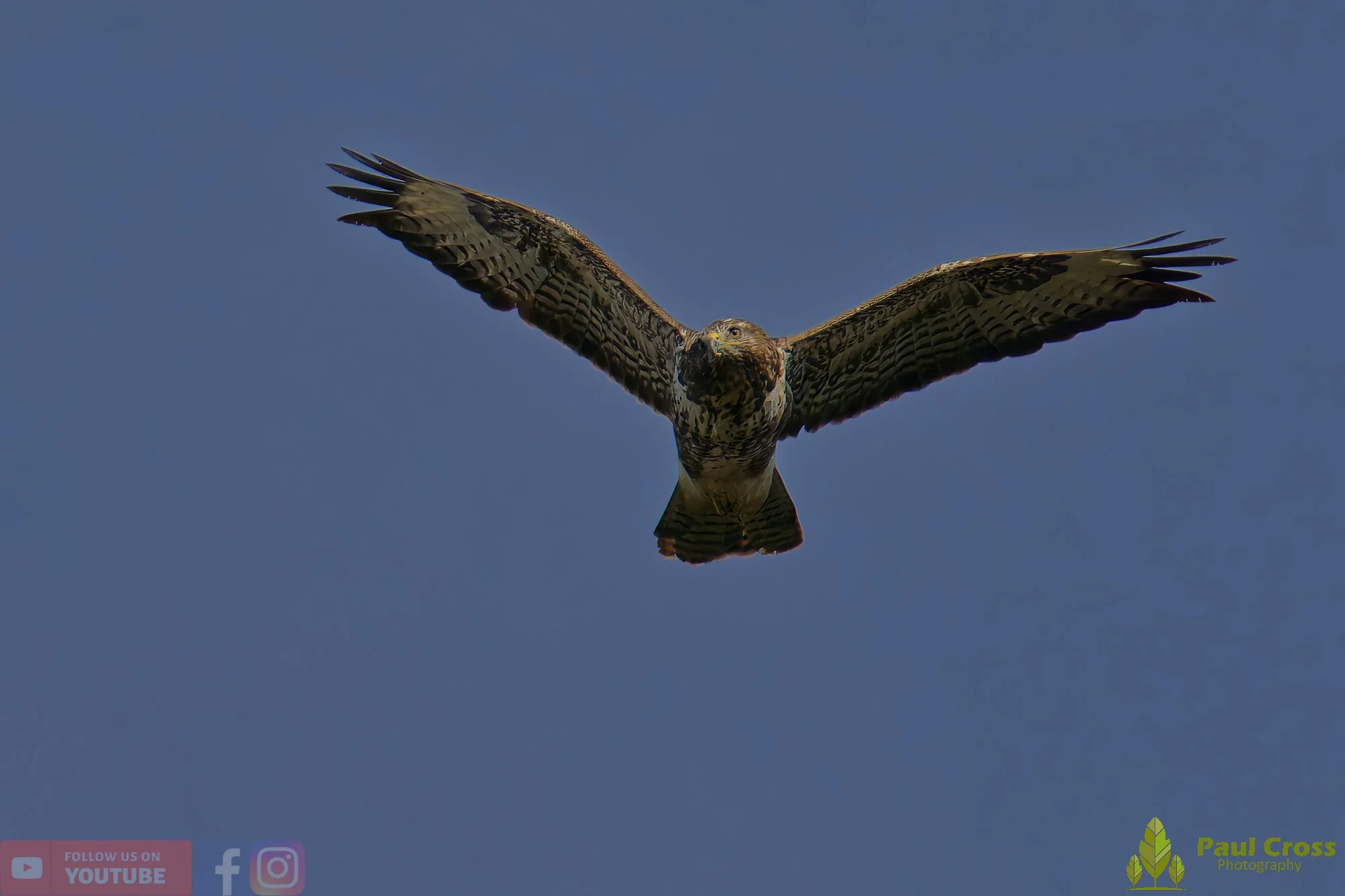 Buzzard-00096.jpg
