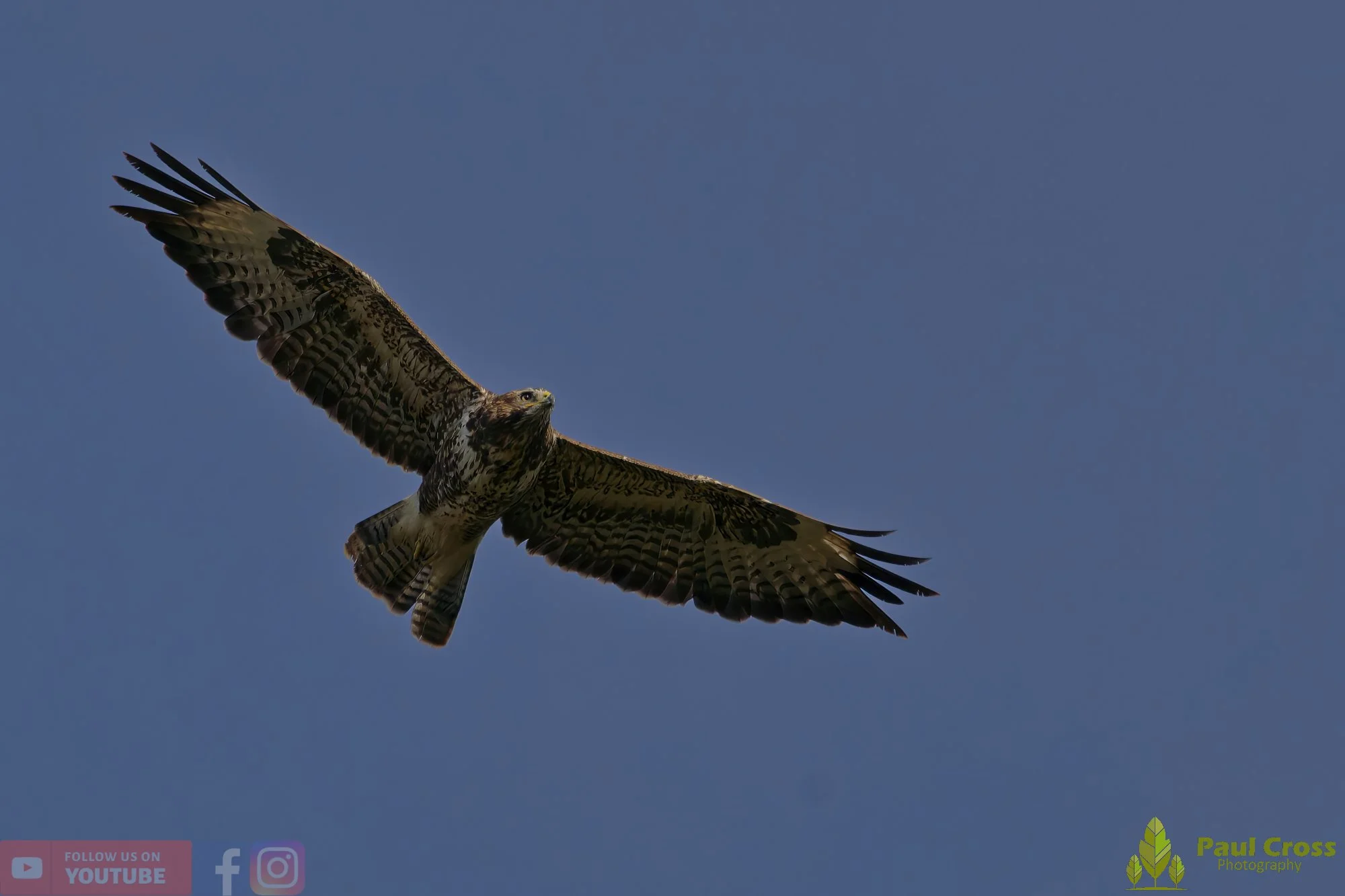 Buzzard-00097.jpg