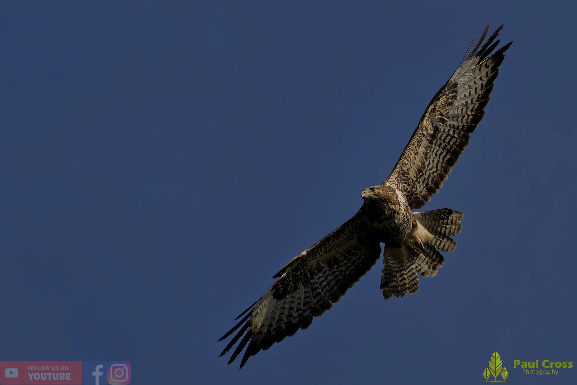 Buzzard-00102.jpg