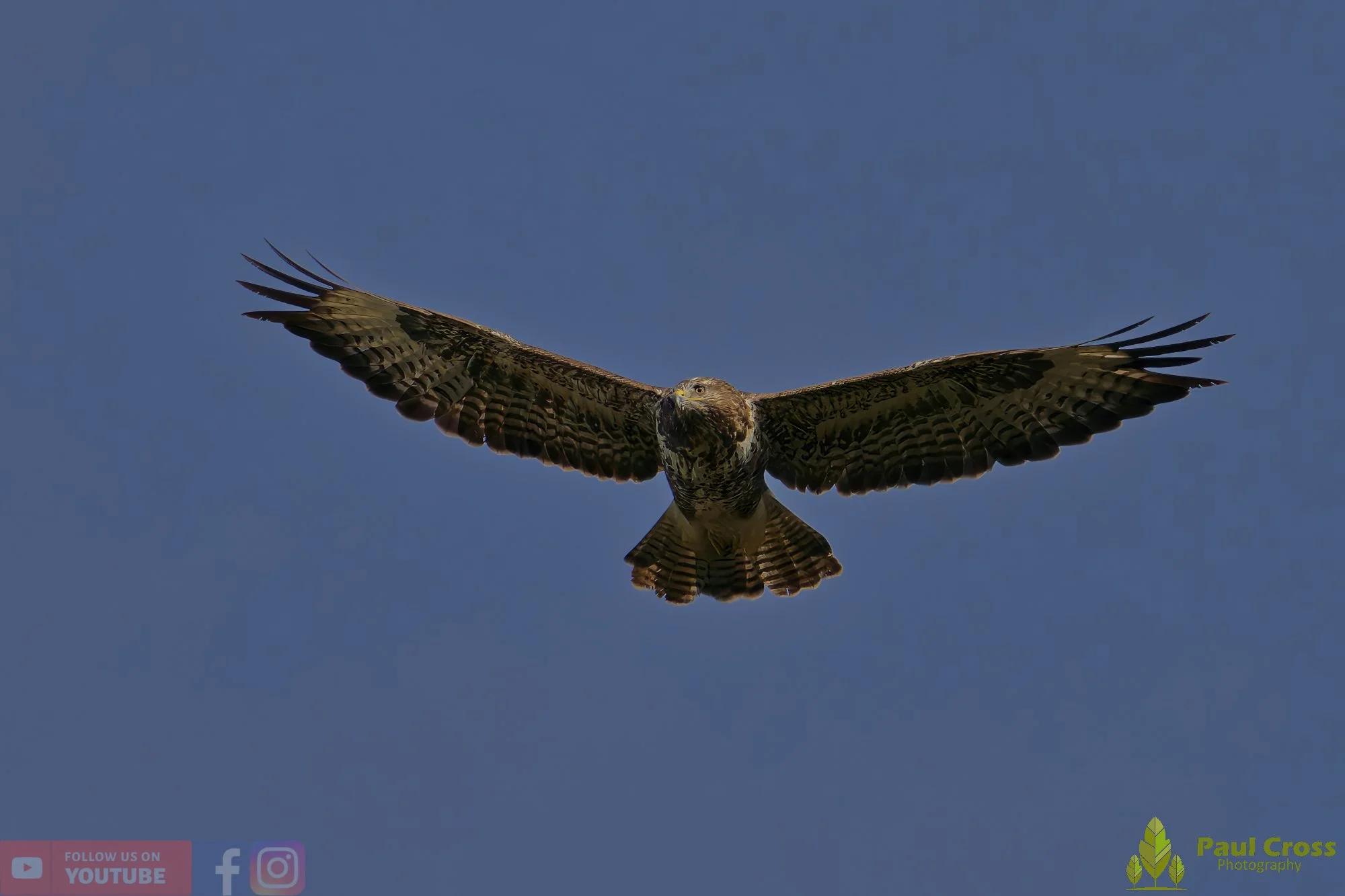 Buzzard-00104.jpg