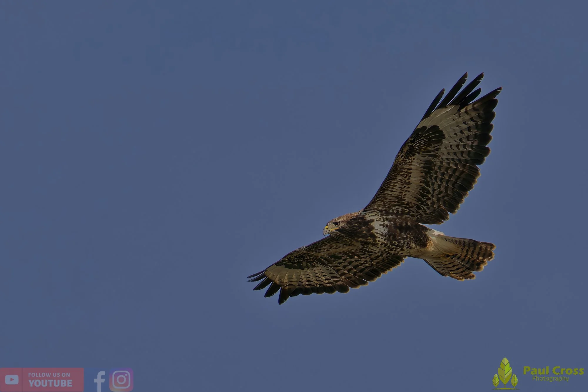 Buzzard-00107.jpg