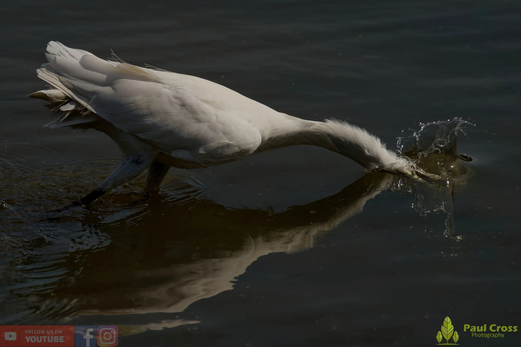 Little Egret-00495.jpg