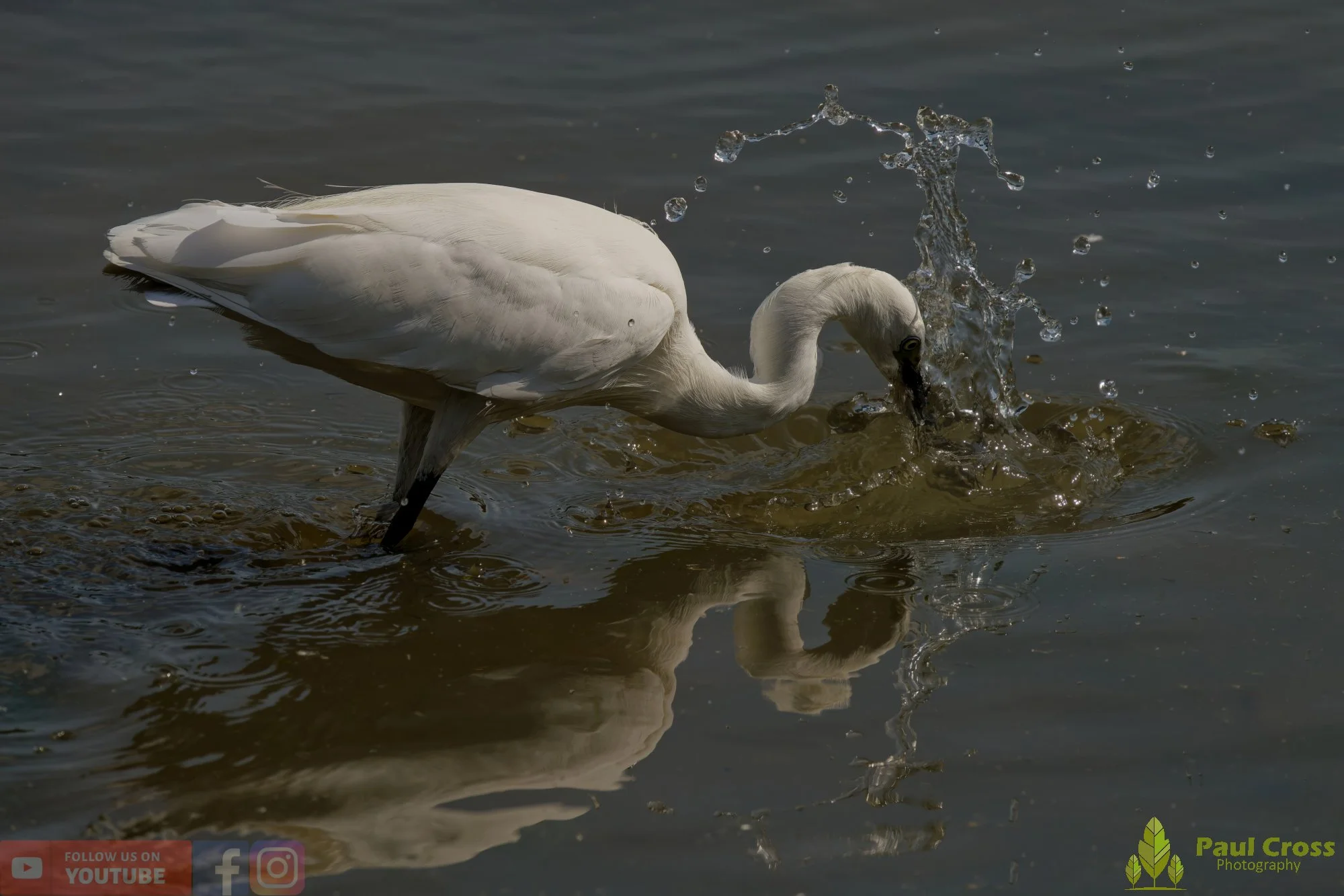 Little Egret-00497.jpg