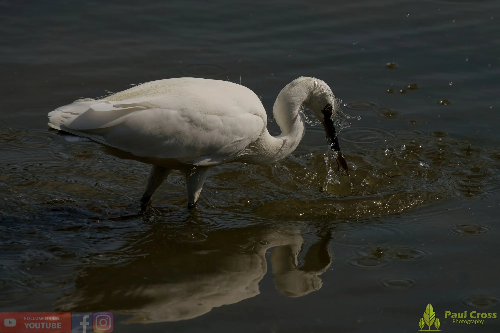 Little Egret-00498.jpg