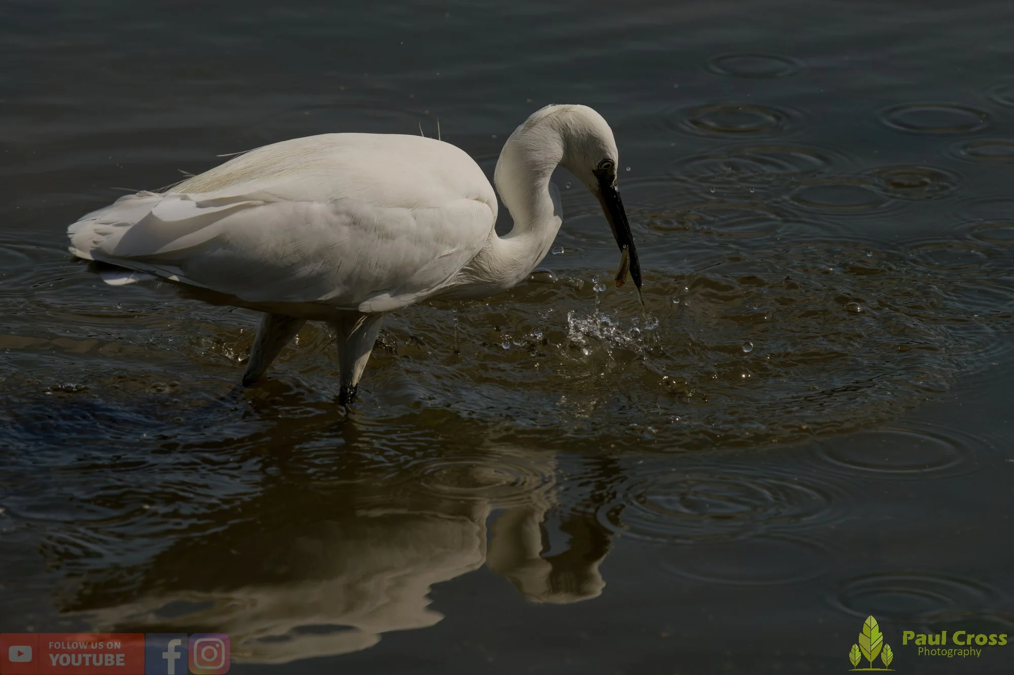Little Egret-00499.jpg