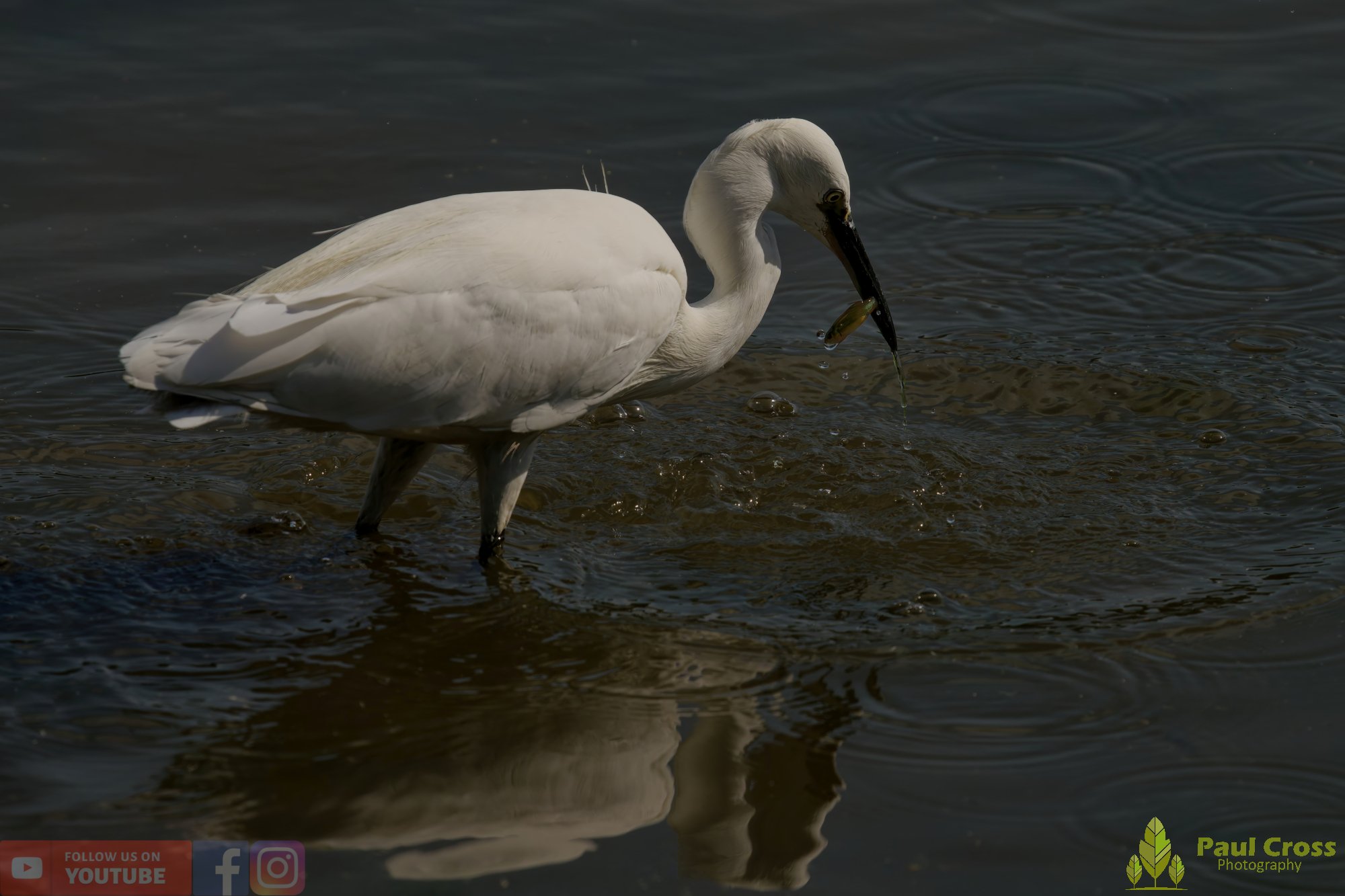 Little Egret-00500.jpg