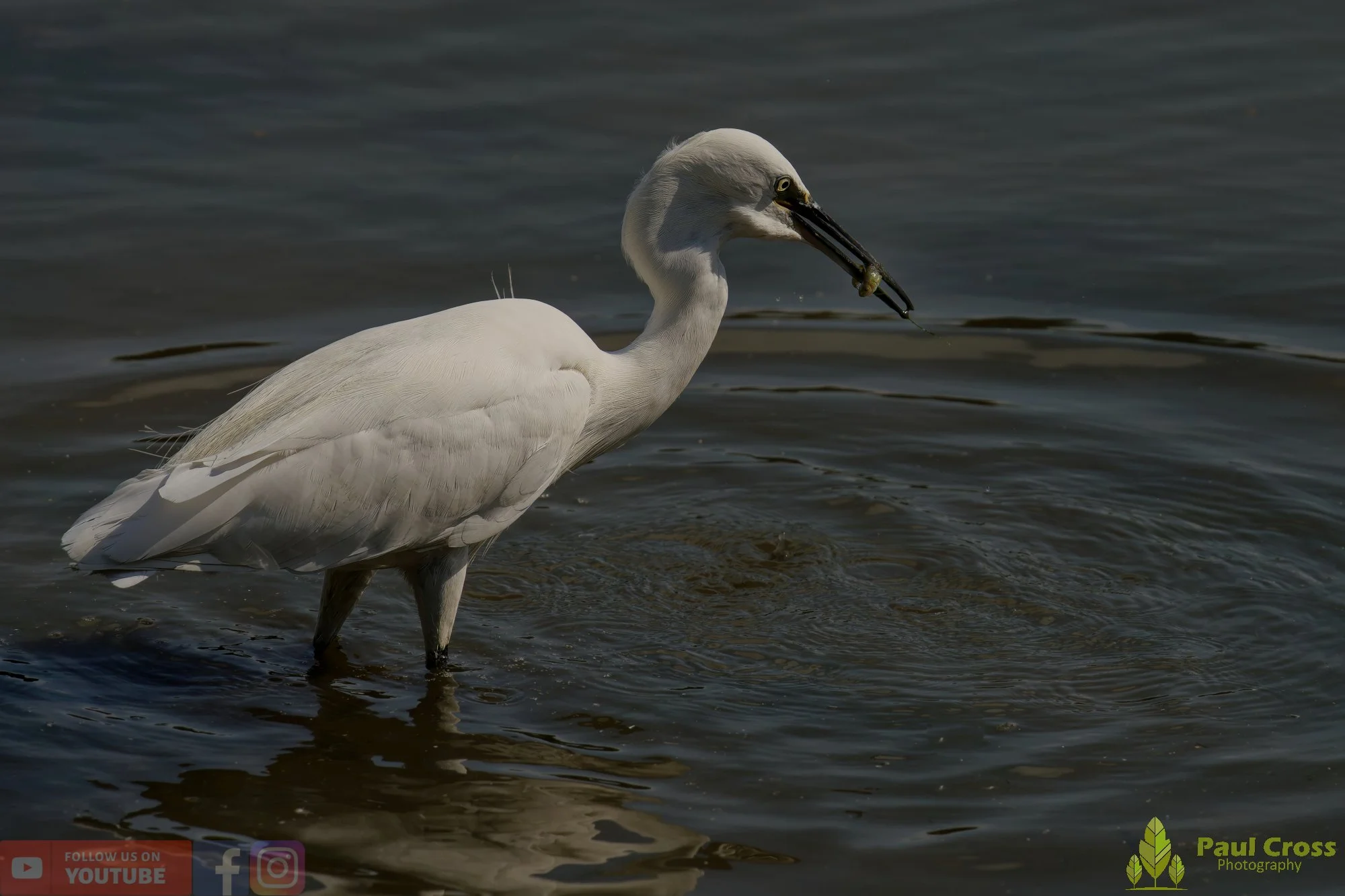 Little Egret-00502.jpg
