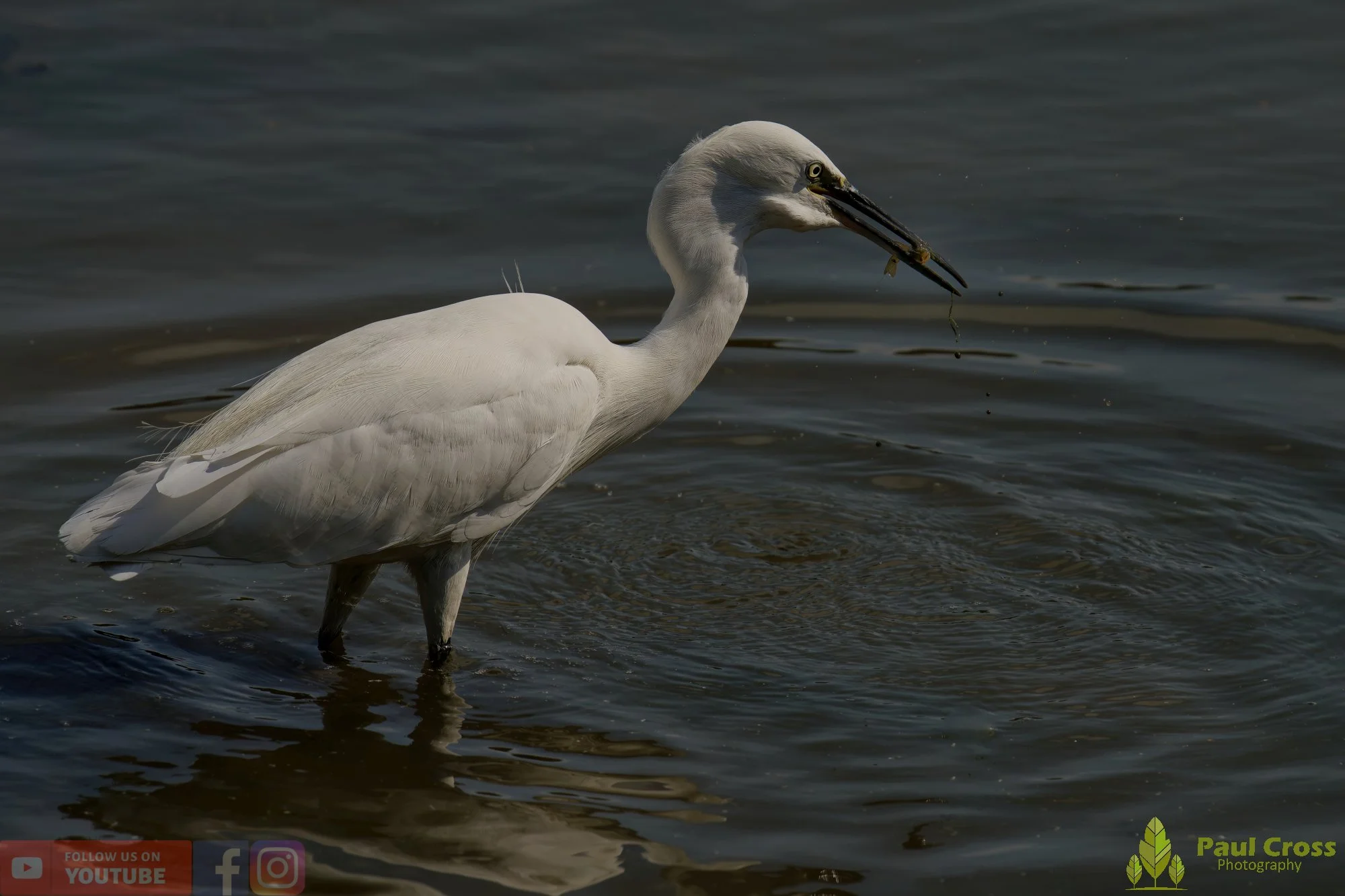 Little Egret-00503.jpg