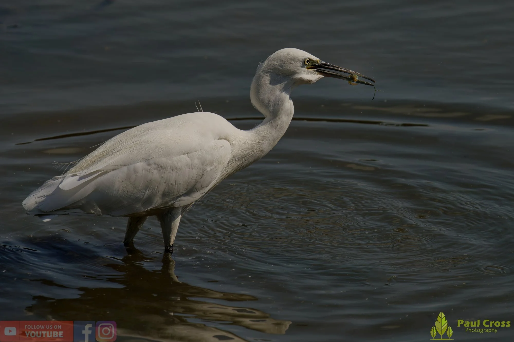 Little Egret-00504.jpg