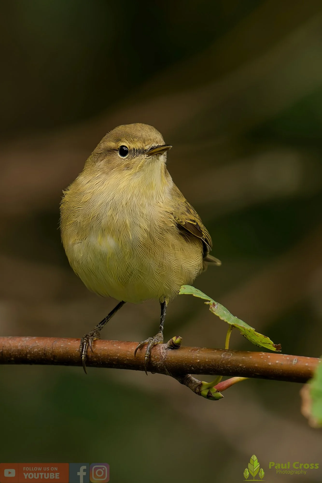 Chiffchaff-00127.jpg