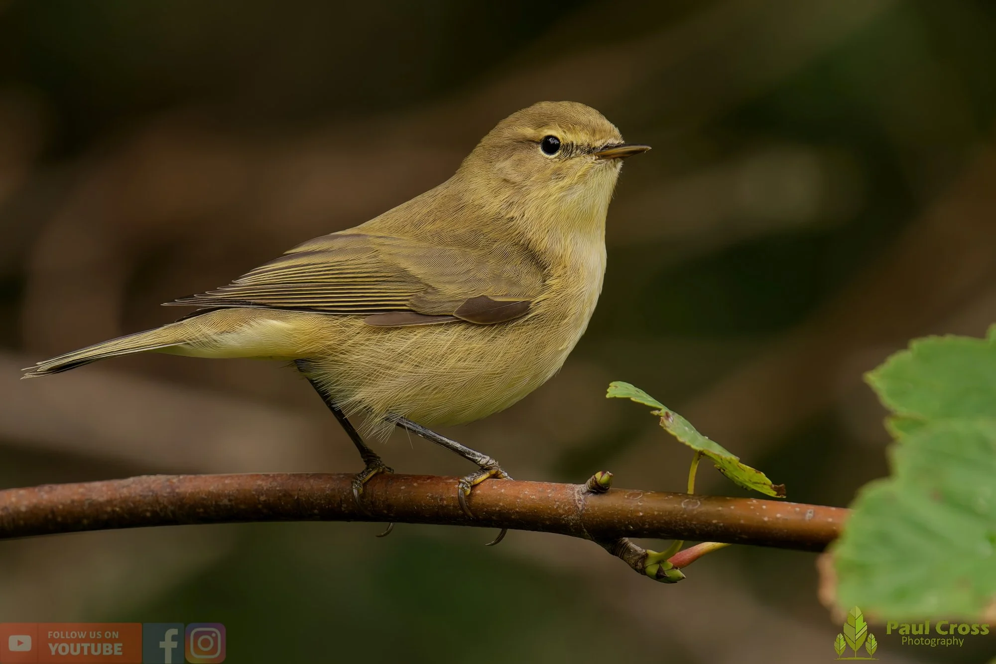Chiffchaff-00126.jpg