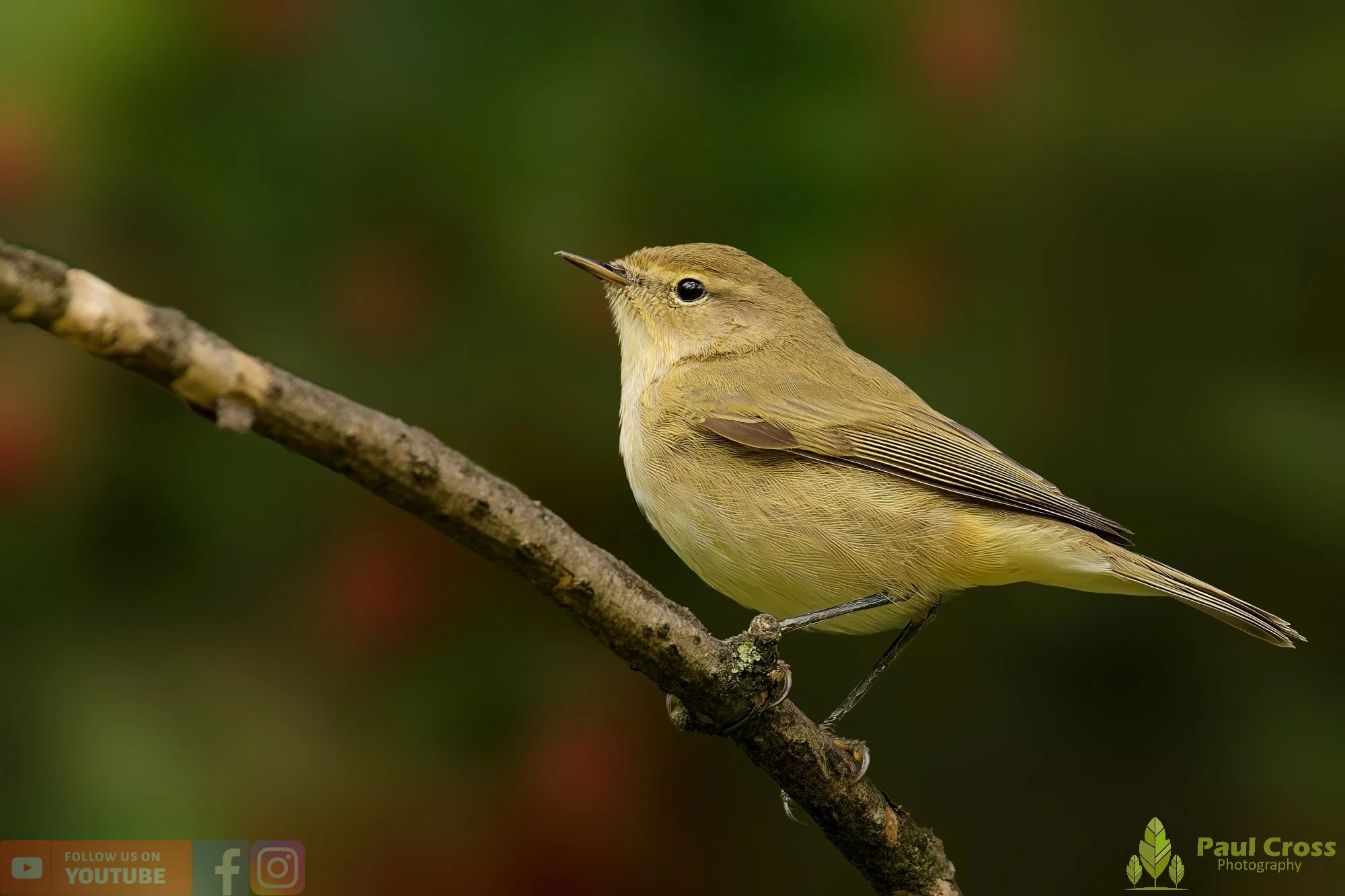 Chiffchaff-00129.jpg