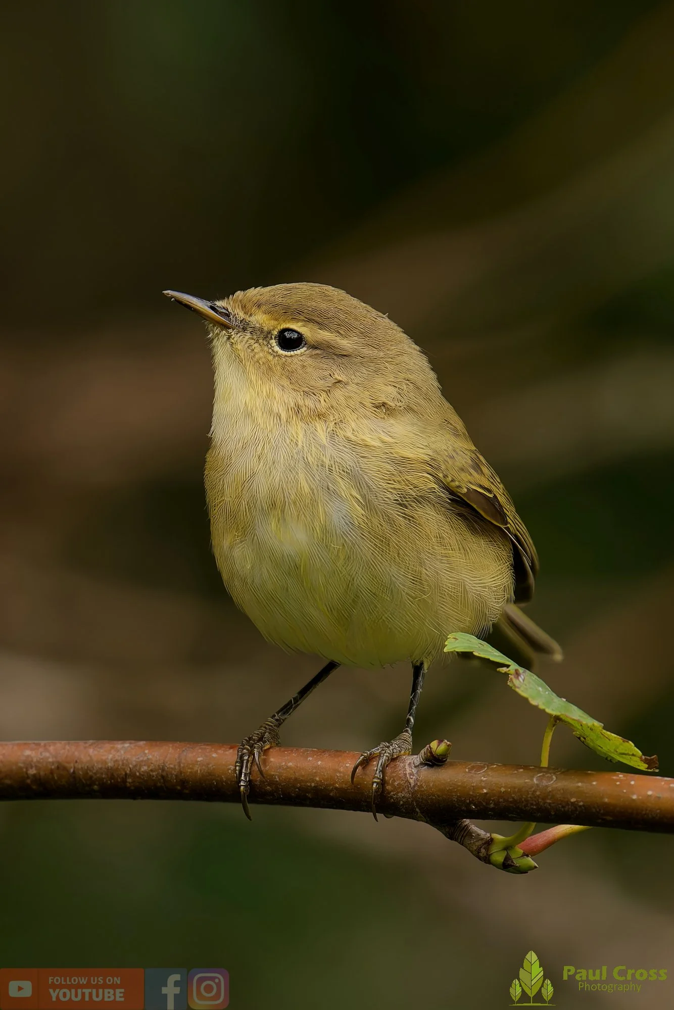 Chiffchaff-00128.jpg