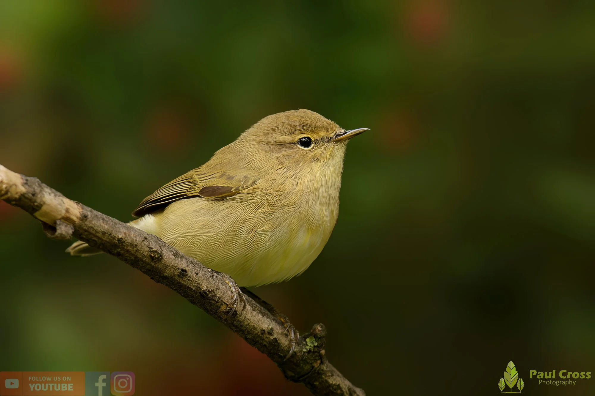 Chiffchaff-00130.jpg