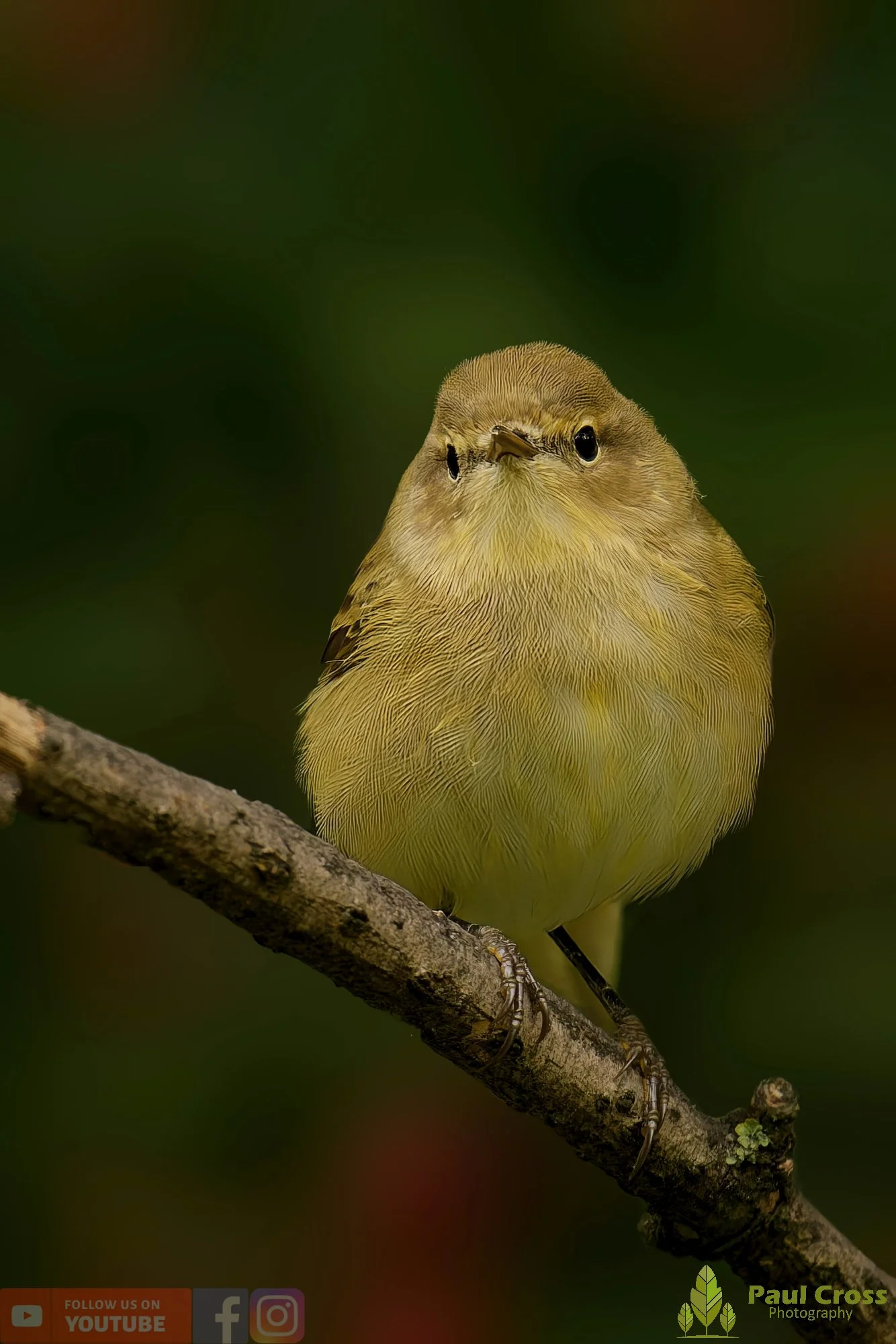 Chiffchaff-00131.jpg