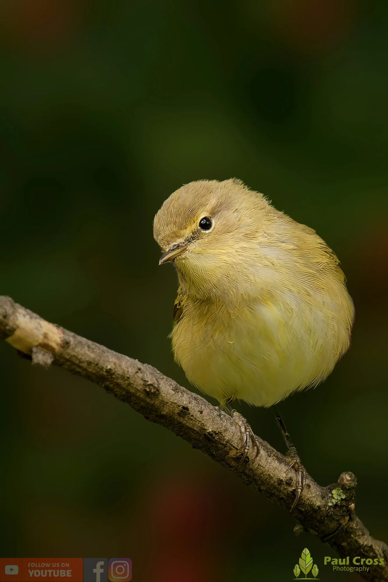 Chiffchaff-00132.jpg