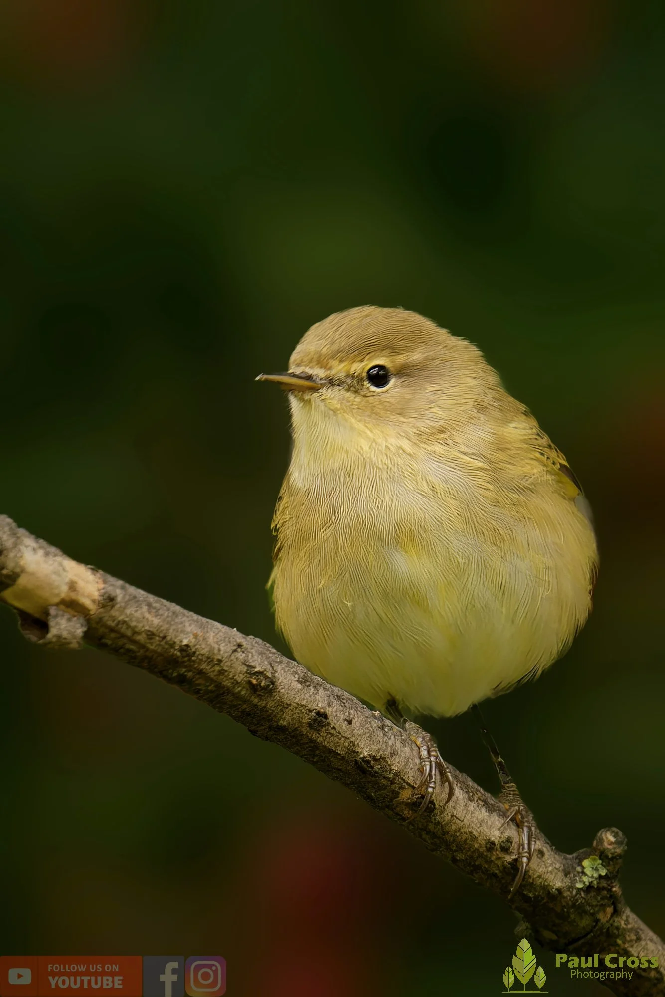 Chiffchaff-00133.jpg