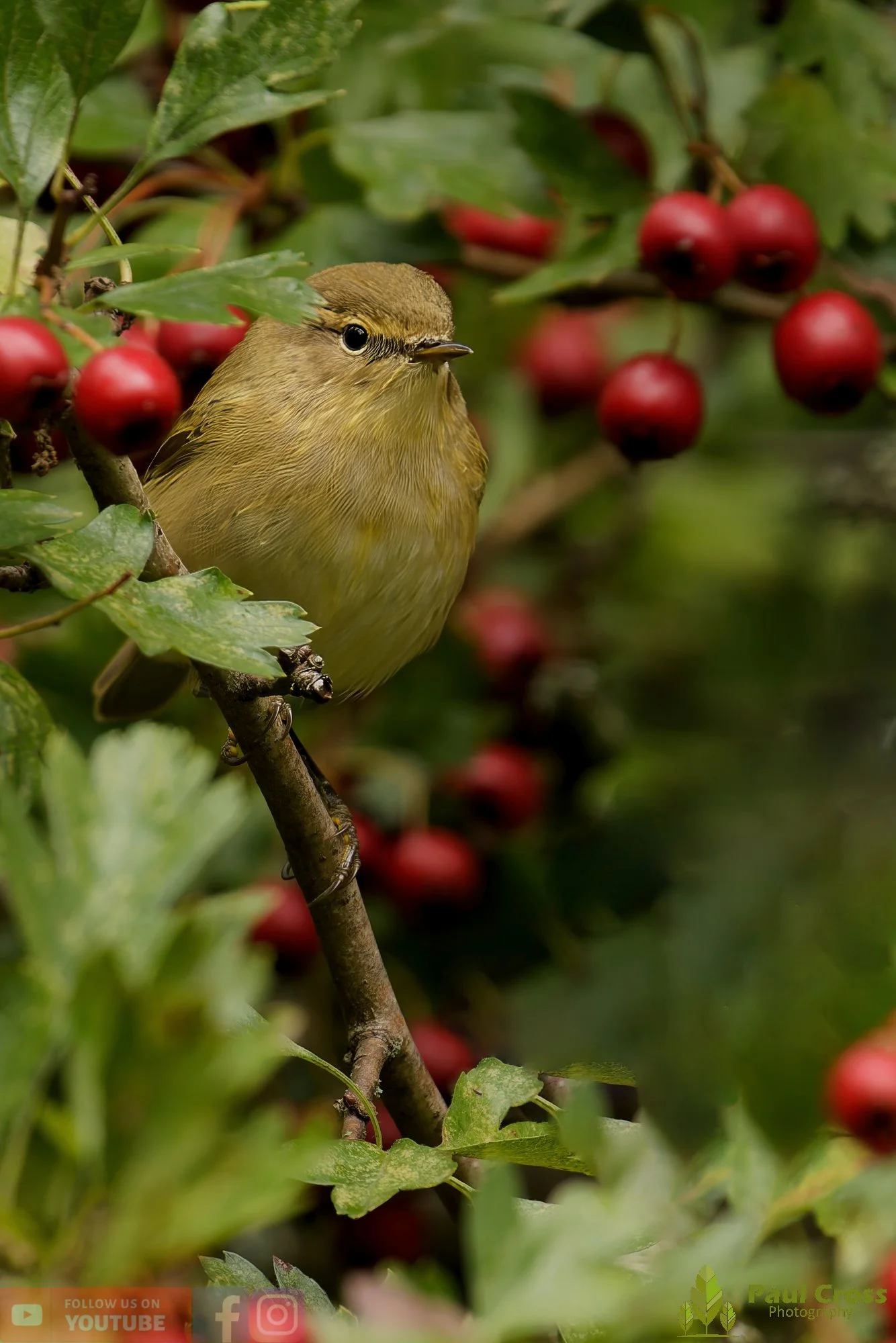 Chiffchaff-00134.jpg