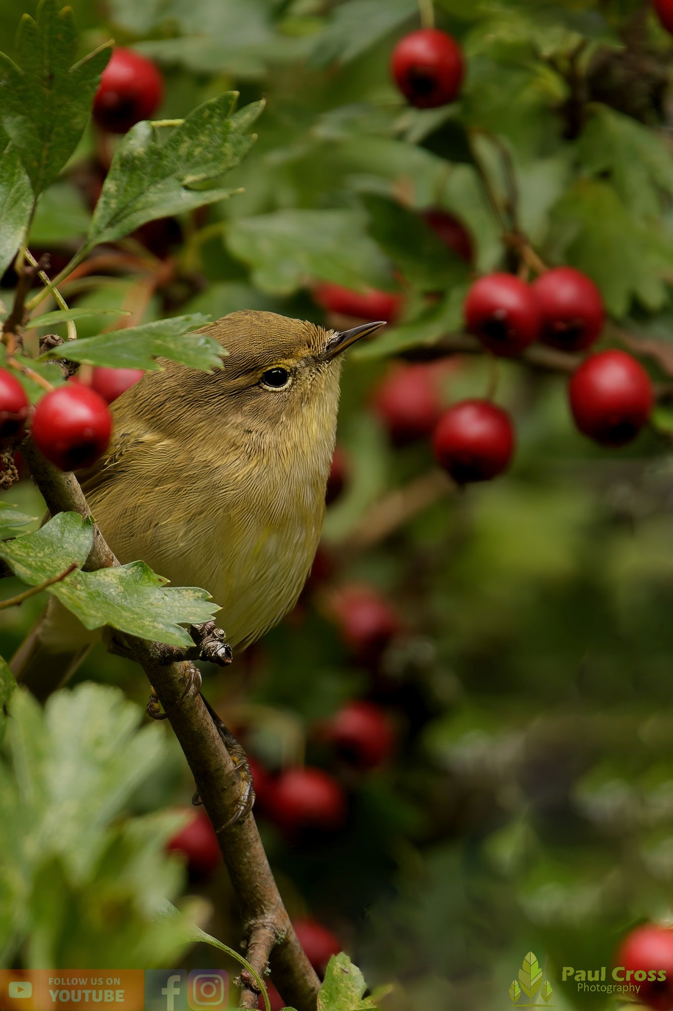 Chiffchaff-00135.jpg