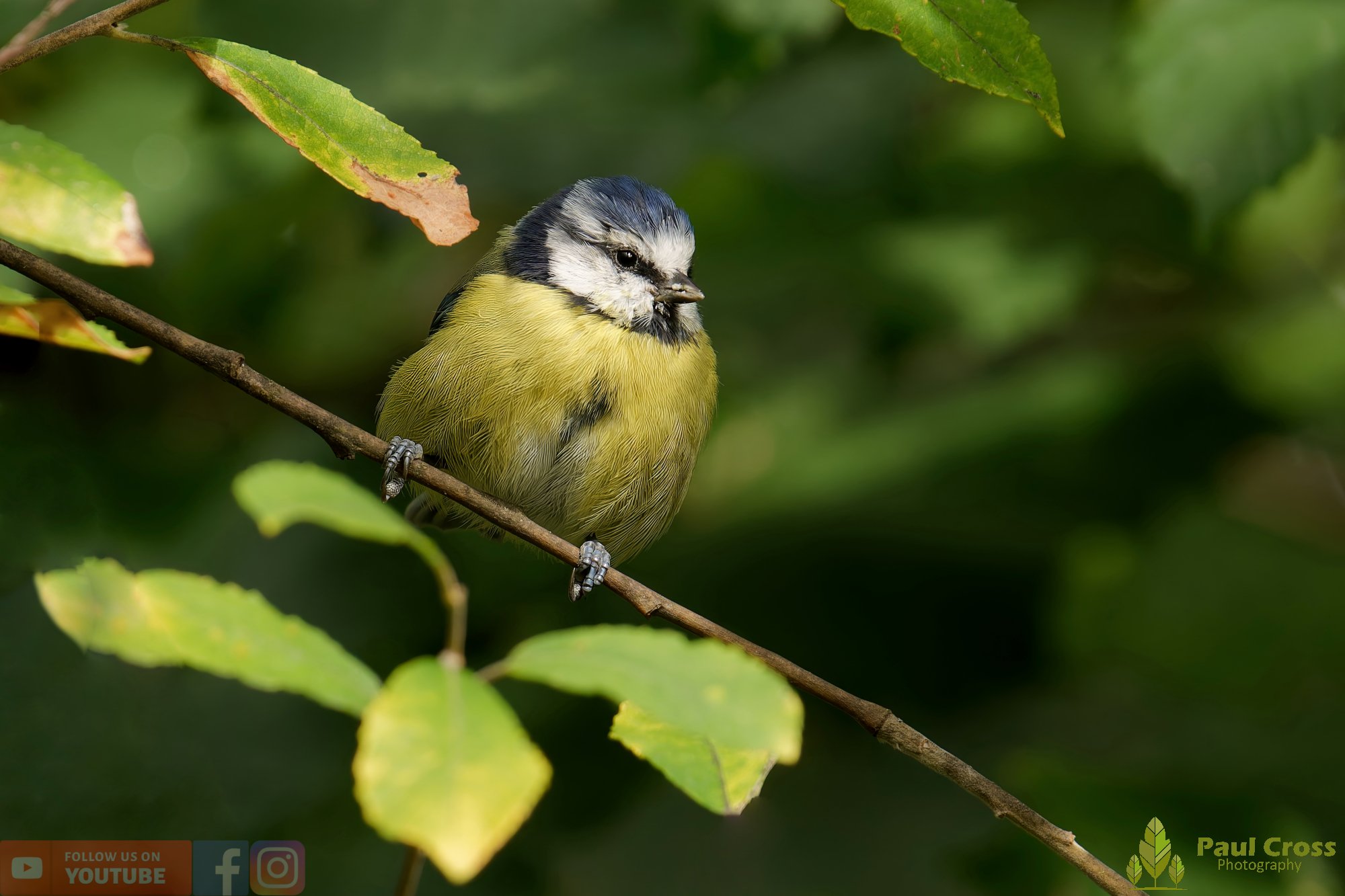 Blue Tit-00890.jpg