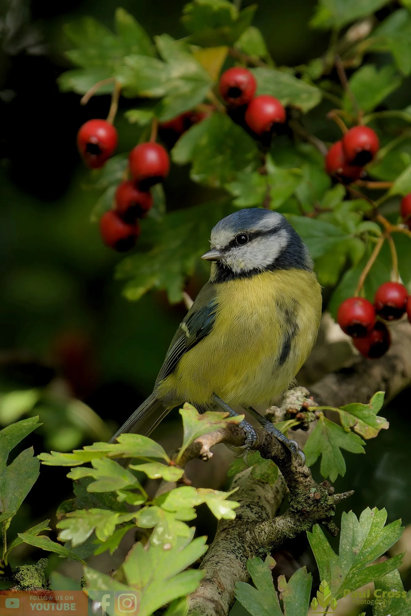 Blue Tit-00888.jpg