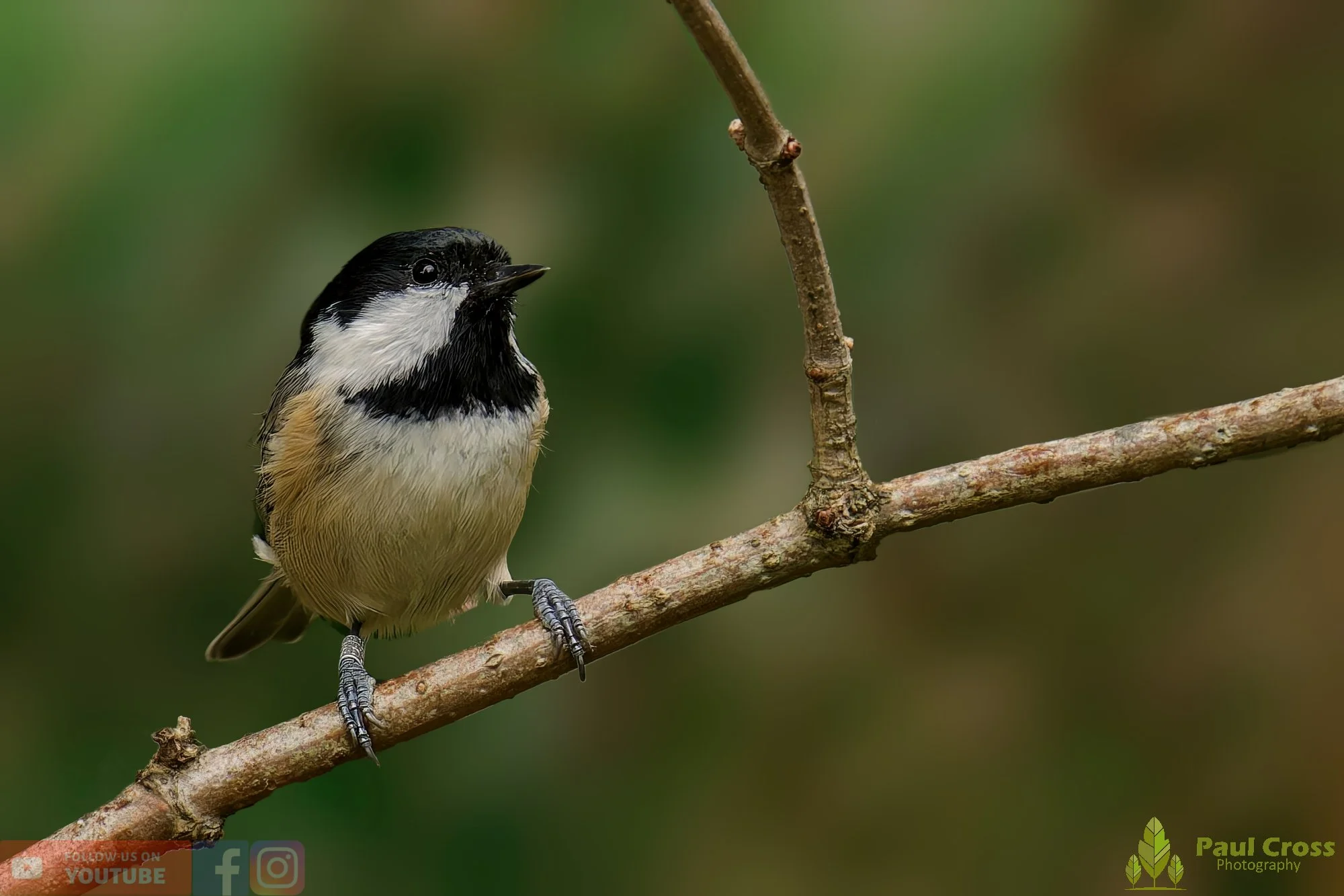 Coal Tit-00143.jpg