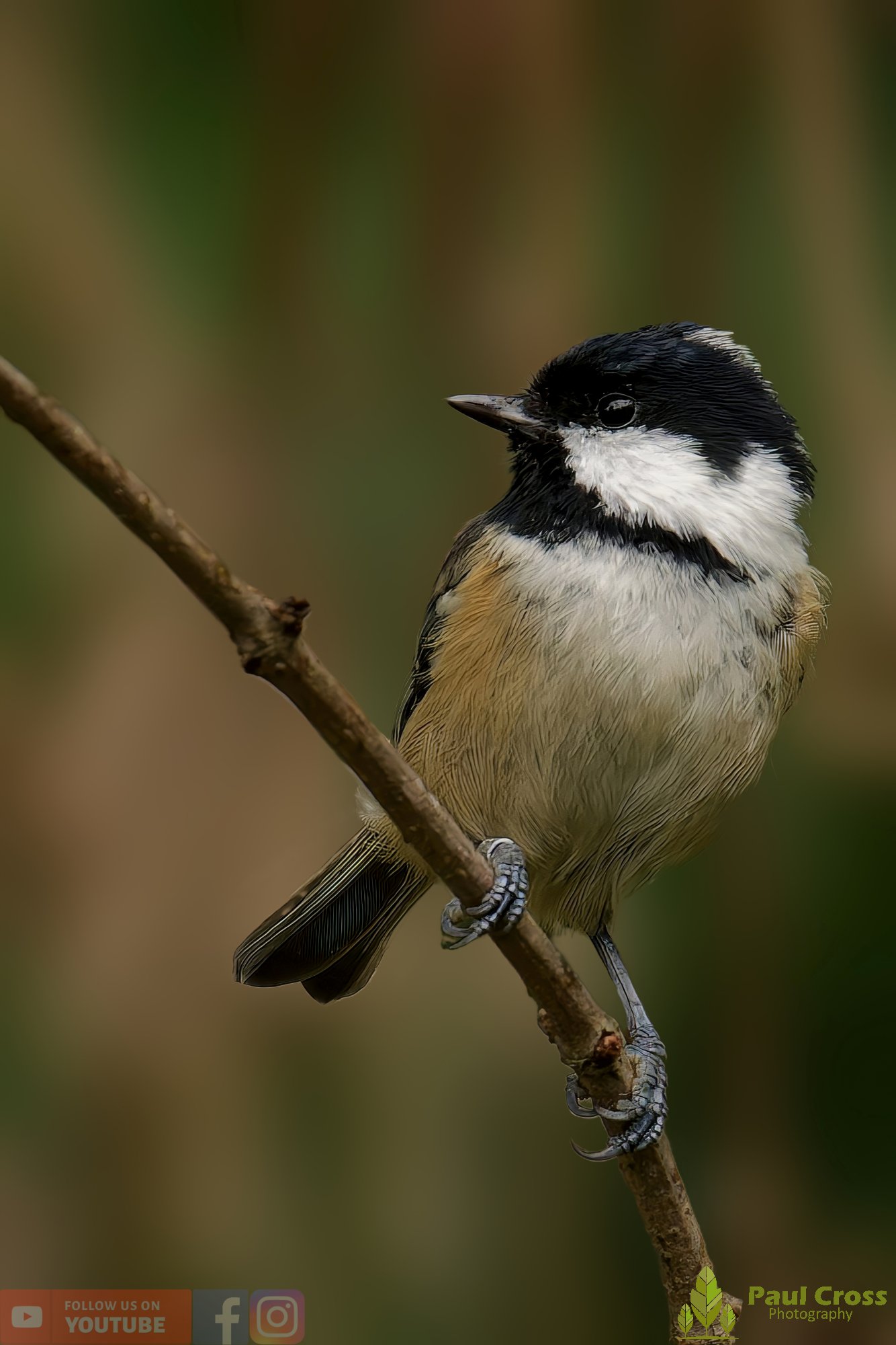 Coal Tit-00144.jpg