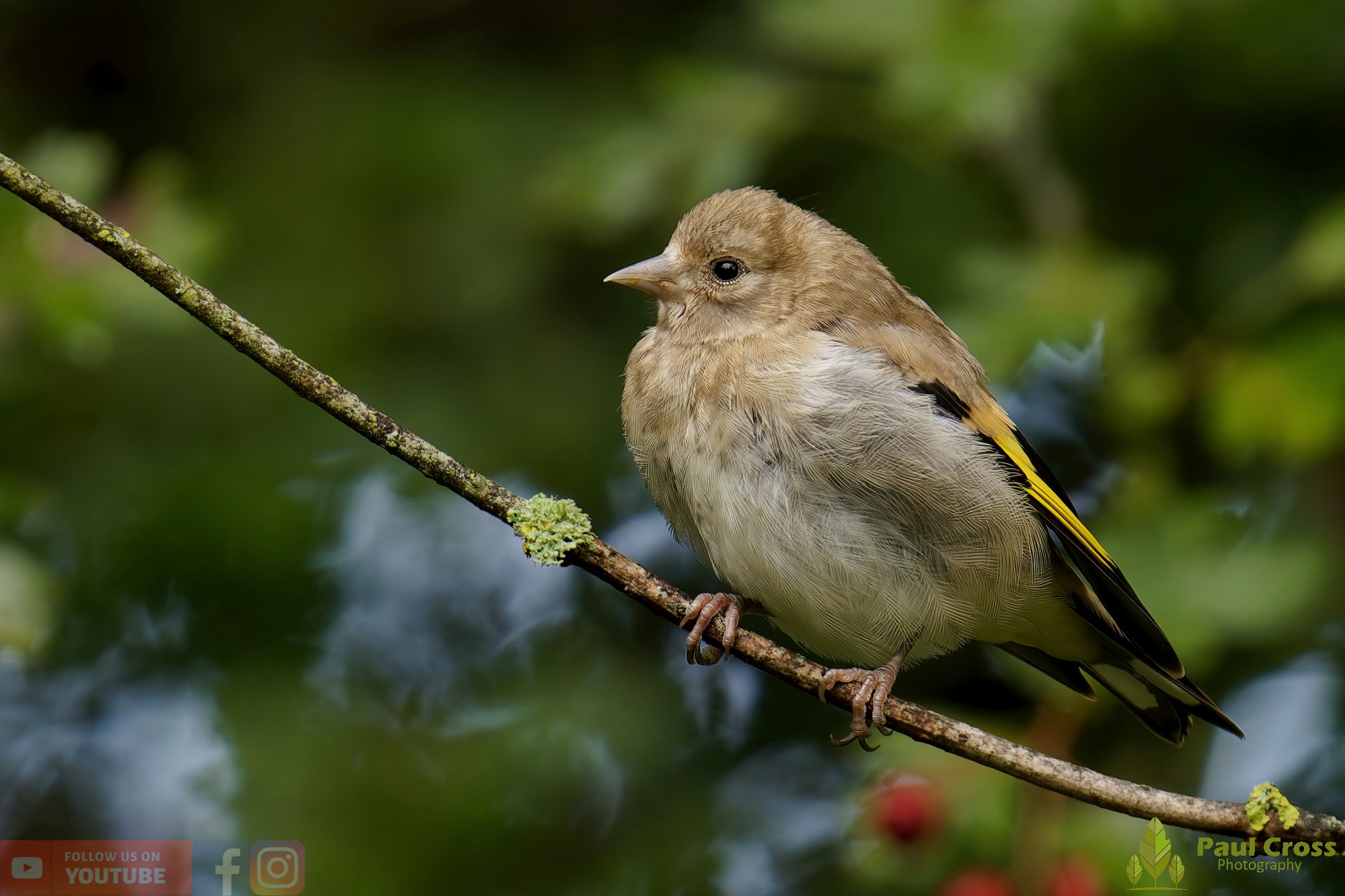 Goldfinch-00219.jpg