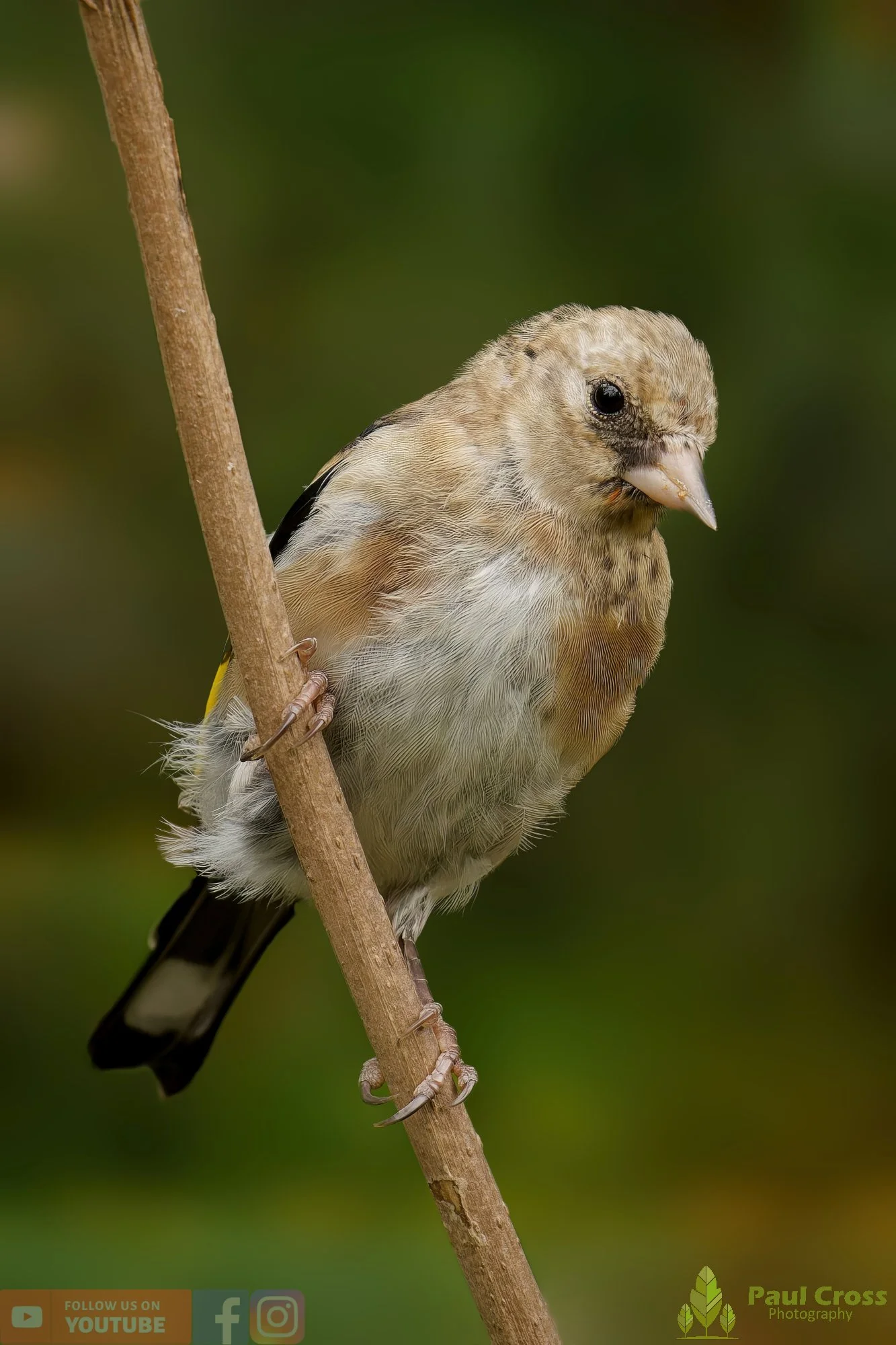 Goldfinch-00220.jpg