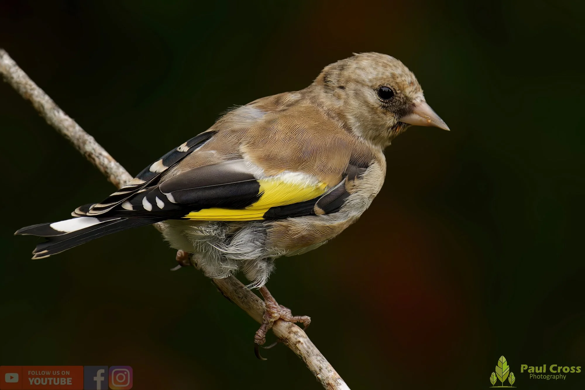 Goldfinch-00221.jpg