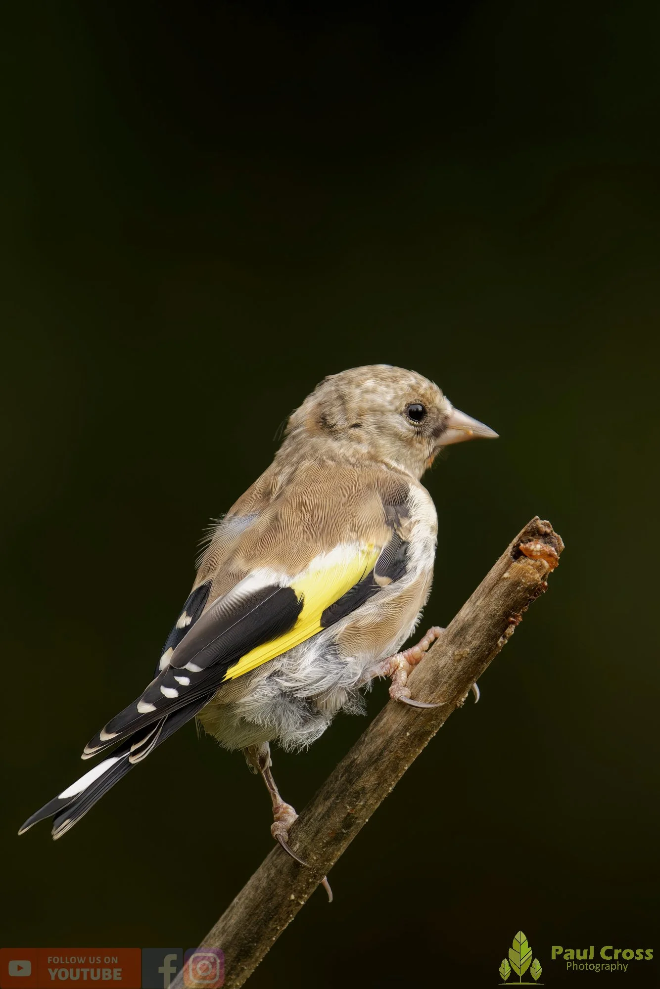 Goldfinch-00222.jpg